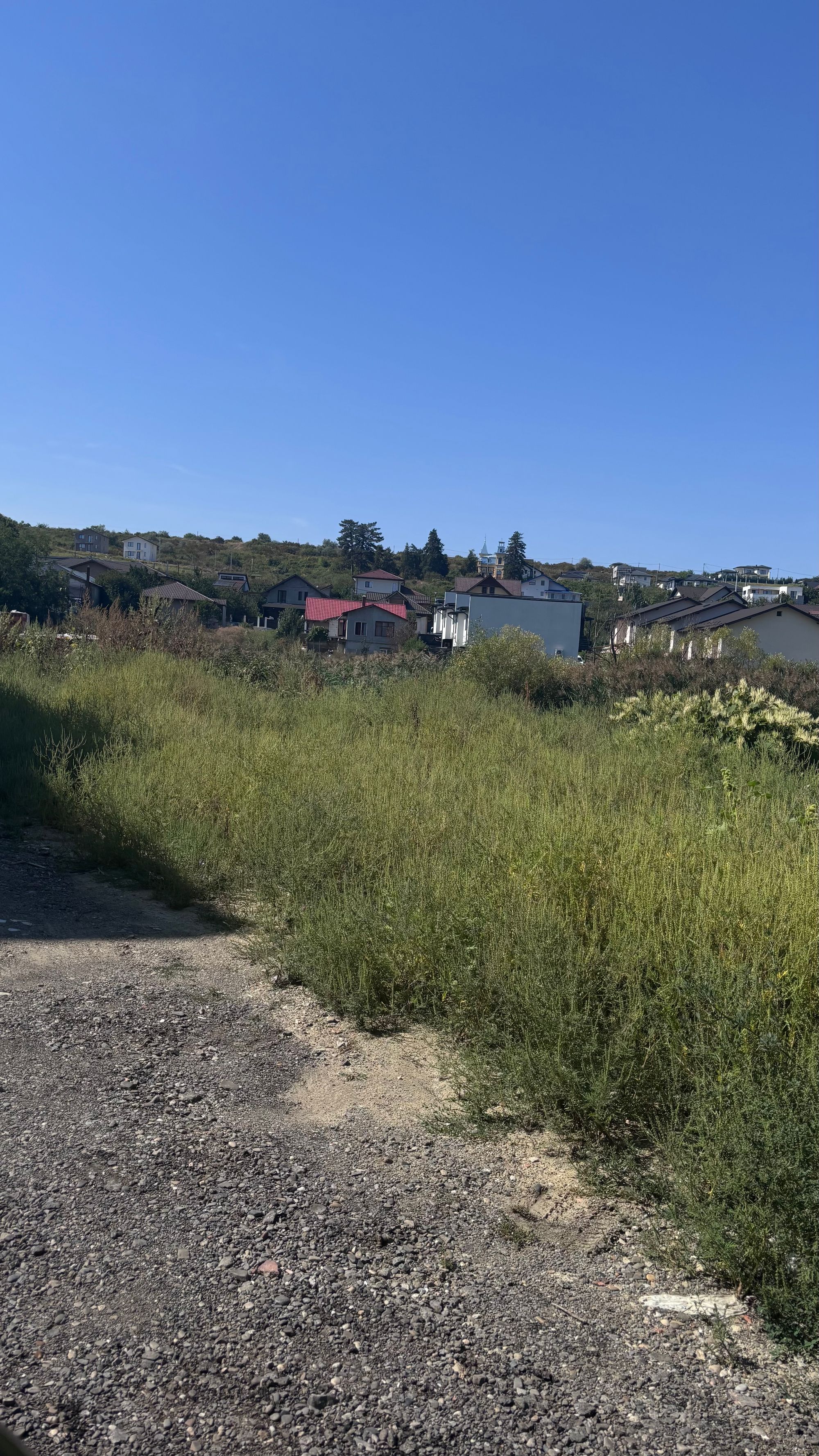 Ambrozie in Strada Sfântul Ilie 86, Vișan, Comuna Bârnova, Județul Iași - IMG_8956.jpeg