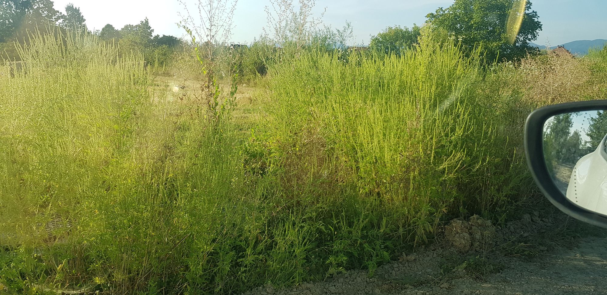 Ambrozie in Strada Salcâmului, Negrești-Oaș, Oraş Negreşti-oaş, Județul Satu Mare - 20230828_182611.jpg