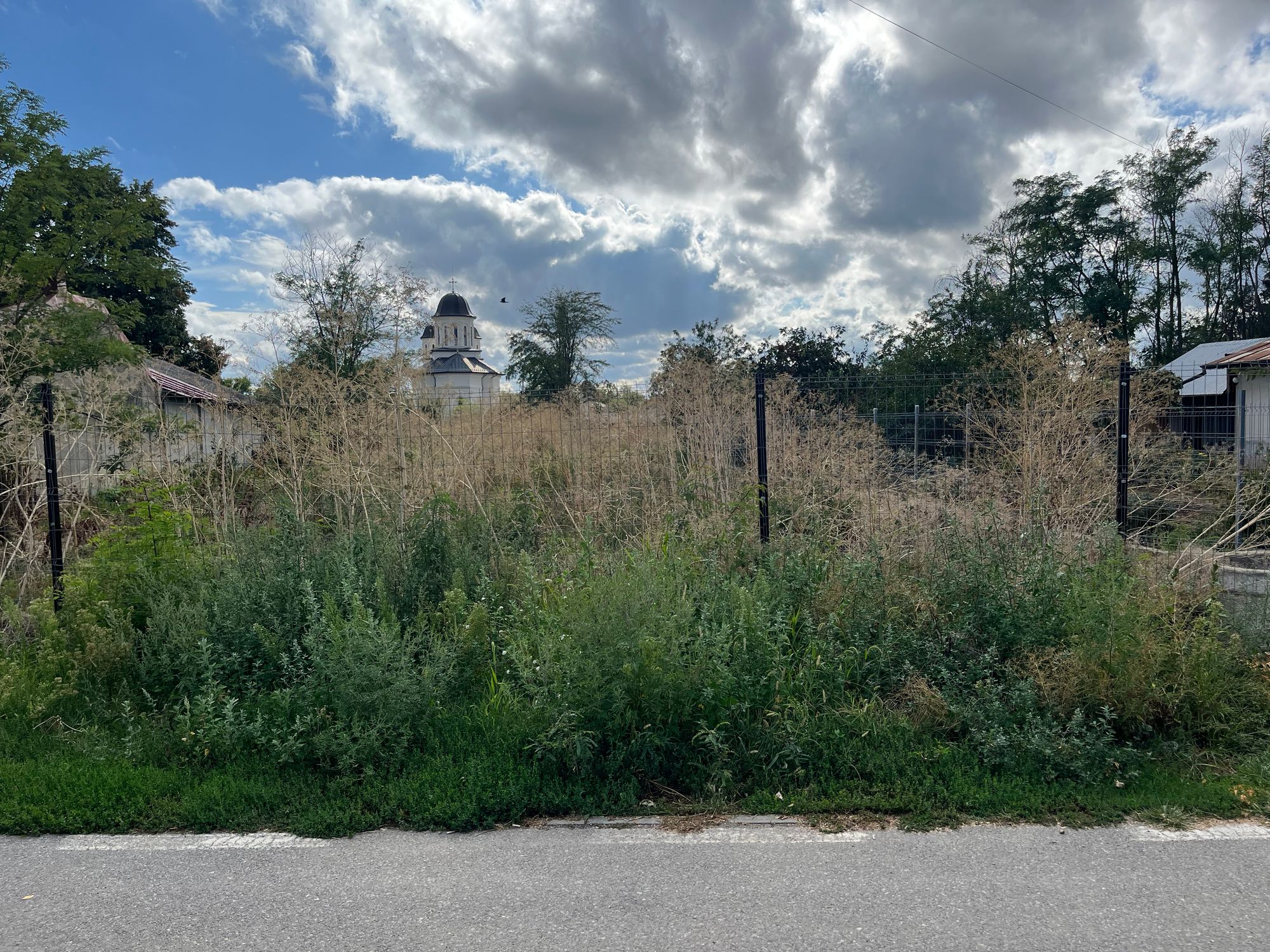 Ambrozie in Strada Livezii 28, Bolintin-Deal, Comună Bolintin-deal, Județul Giurgiu - IMG_0552.jpeg