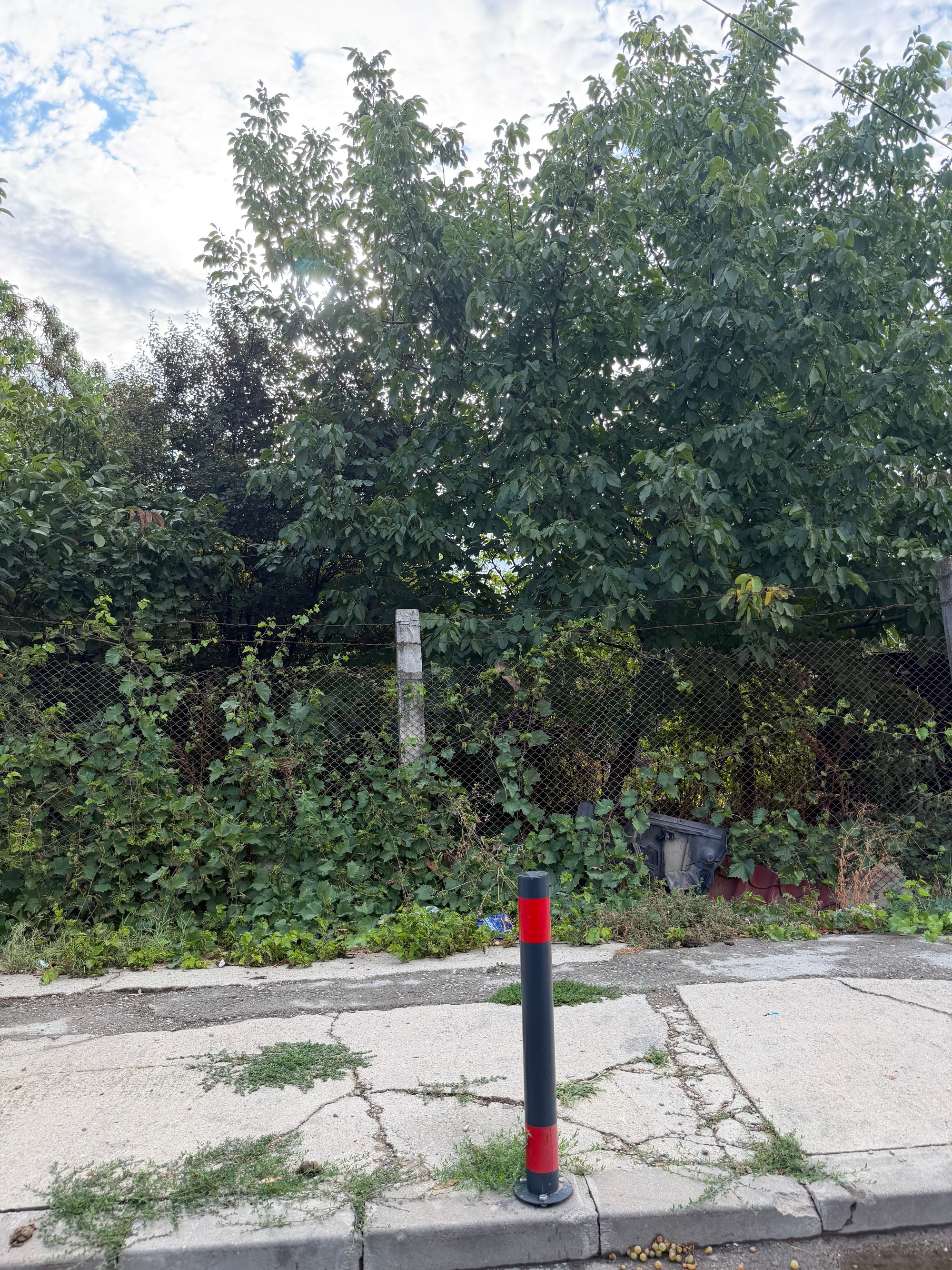 Ambrozie in Strada Pârâul Rece 6, Popești-Leordeni, Oraș Popești Leordeni, Județul Ilfov
