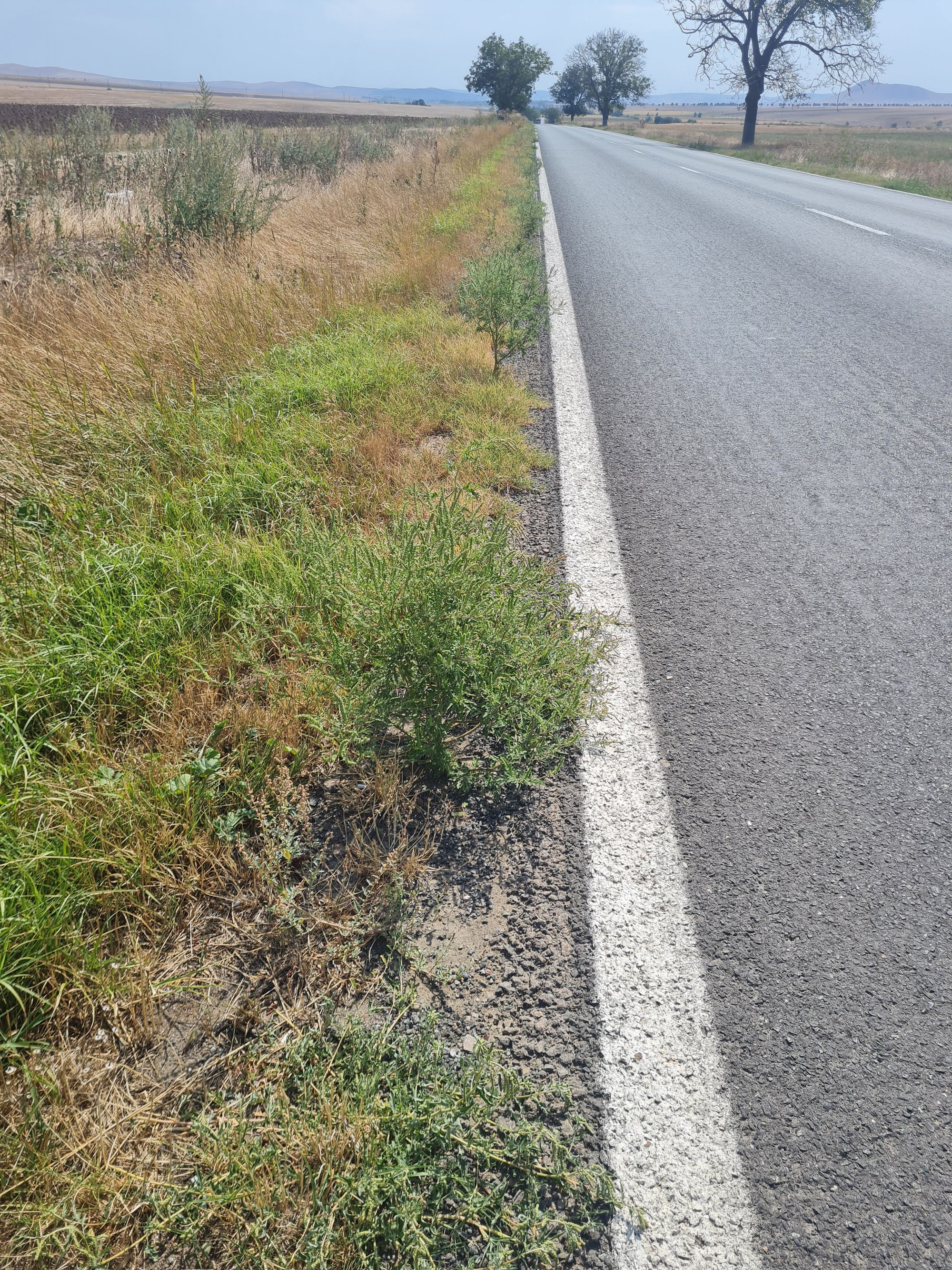 Ambrozie in Cataloi, Comuna Frecăței, Județul Tulcea - 20250829_140817.jpg