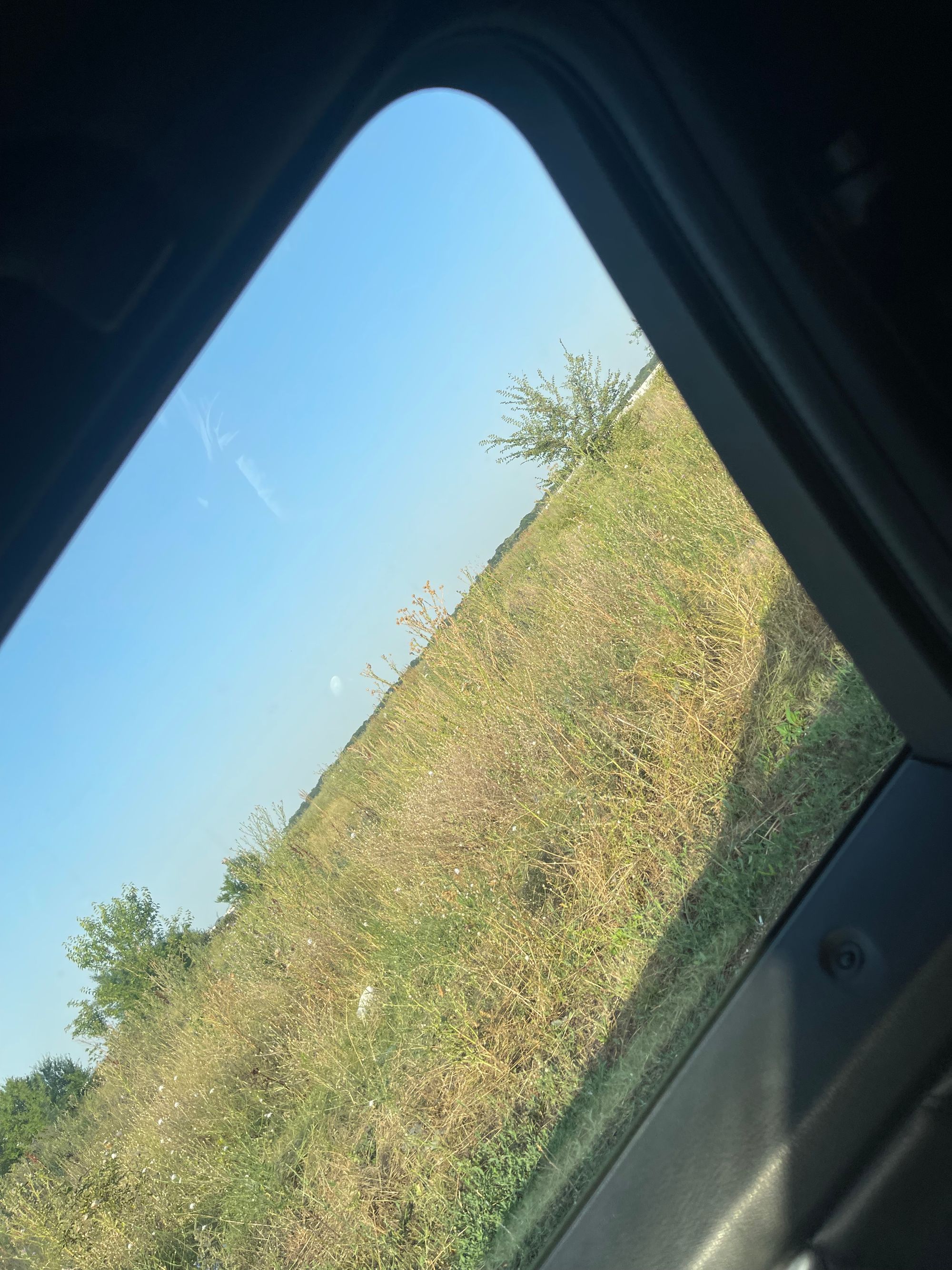 Ambrozie in Otopeni, Oraş Otopeni, Județul Ilfov - IMG_6174.jpeg