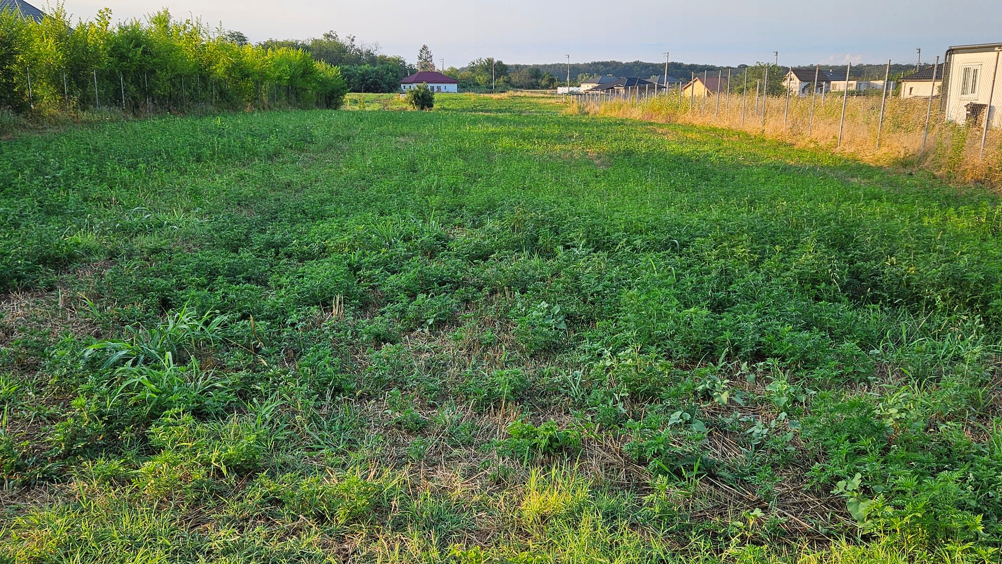 Ambrozie in Strada Scroviștea 1, Bălteni, Comuna Periș, Județul Ilfov - 1000173886.jpg