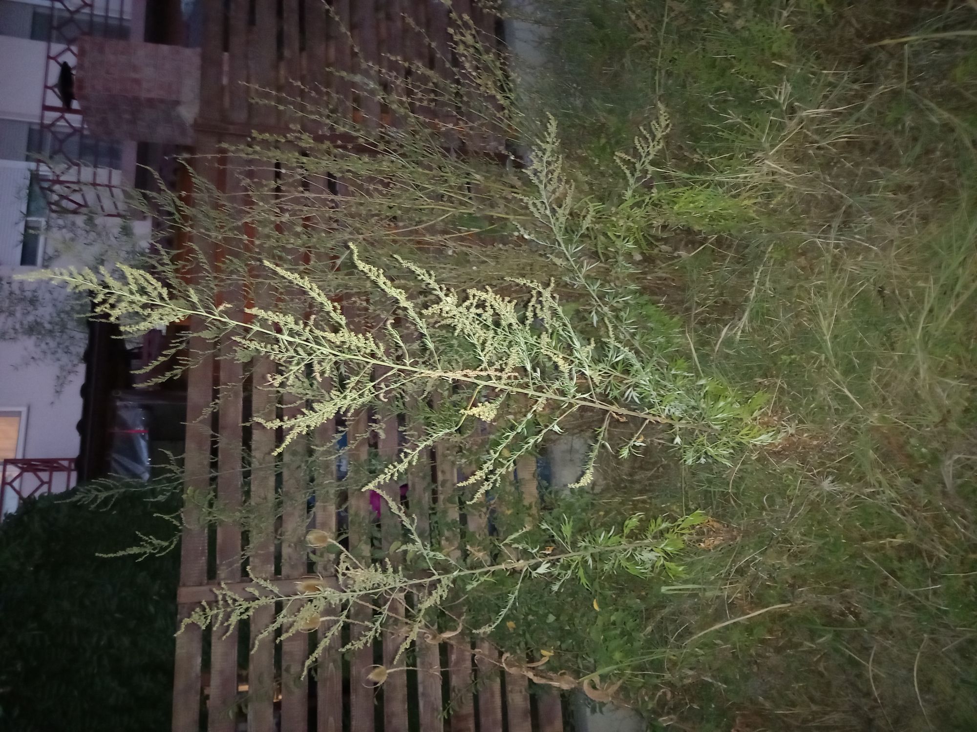 Ambrozie in Tunari, Ilfov County - 16935885991406657654828766840279.jpg