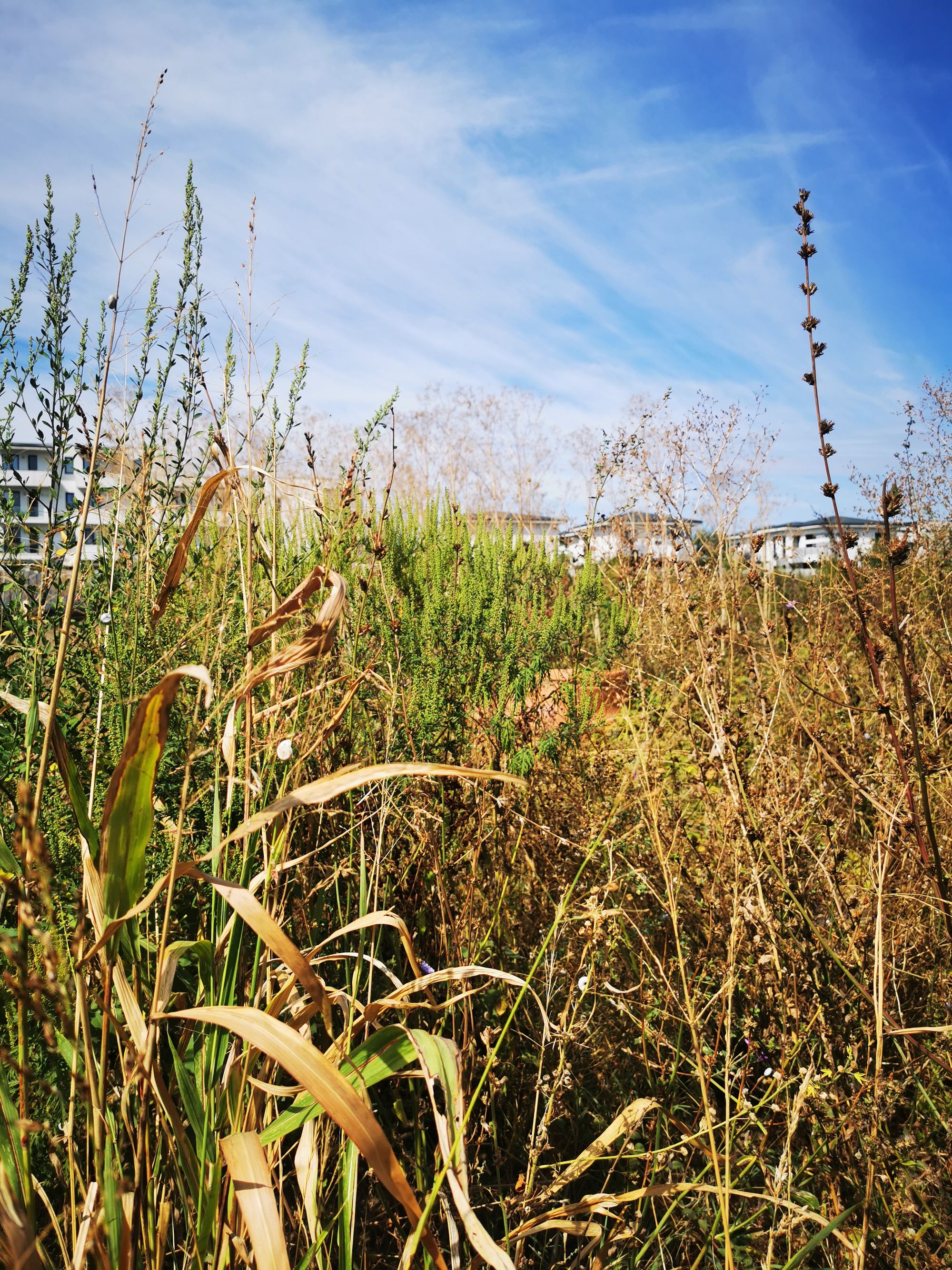 Ambrozie in Strada Paris 11, Tunari, Comuna Tunari, Județul Ilfov - IMG_20250915_123316.jpg