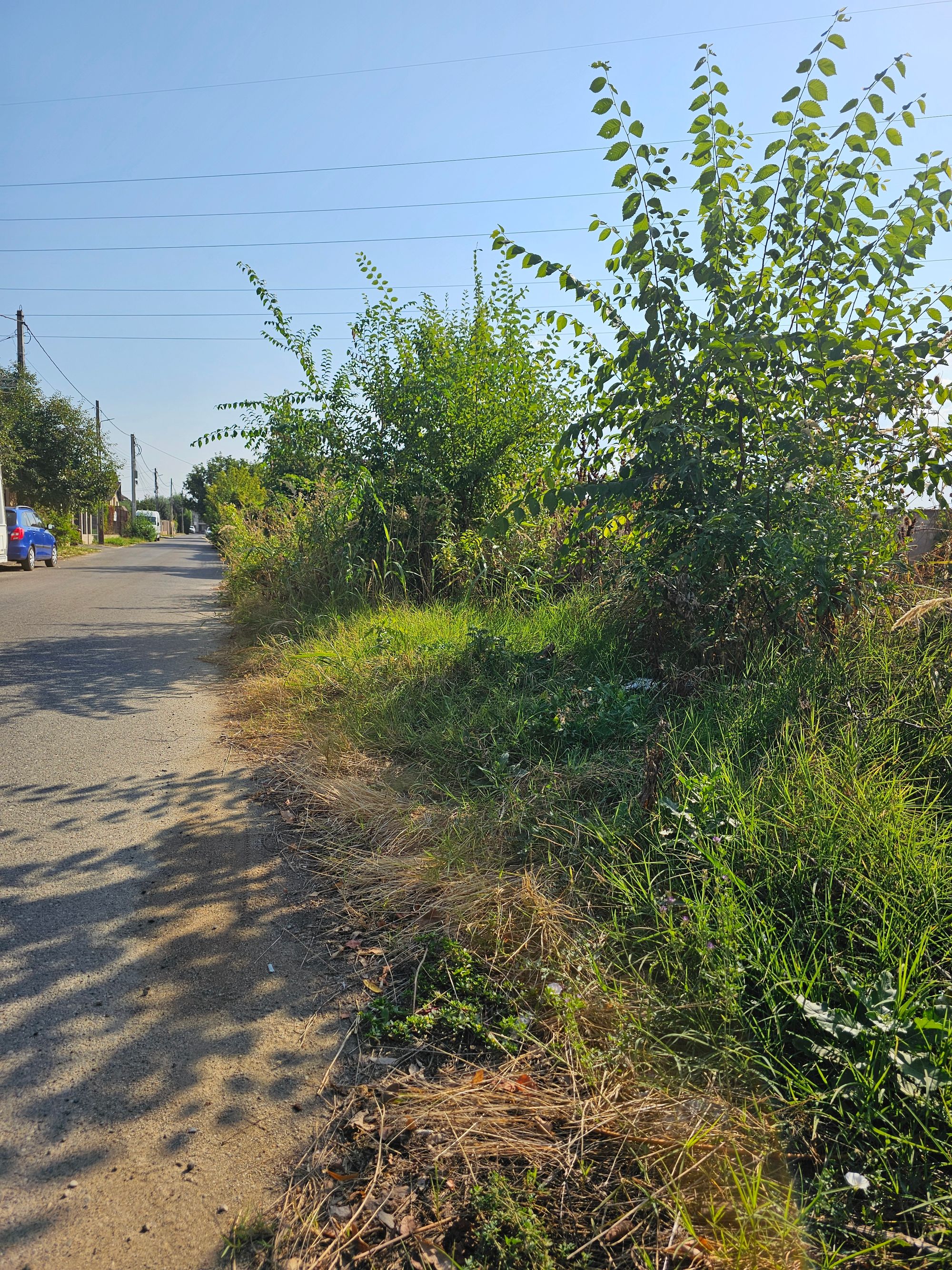 Ambrozie in Str. Ion Creangă 36, Bucov, Comuna Bucov, Județul Prahova - 20250902_100845.jpg