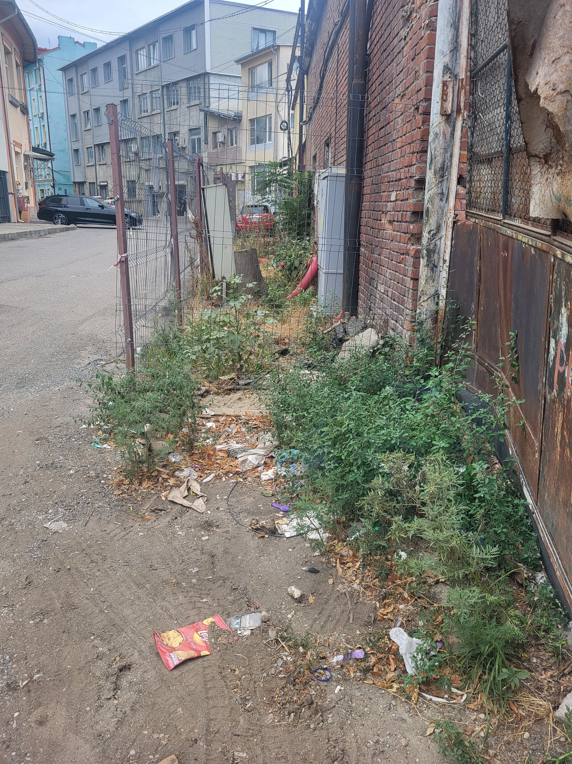 Ambrozie in Bulevardul Regina Elisabeta Nr. 3, București, Municipiul București - 20250819_170851.jpg