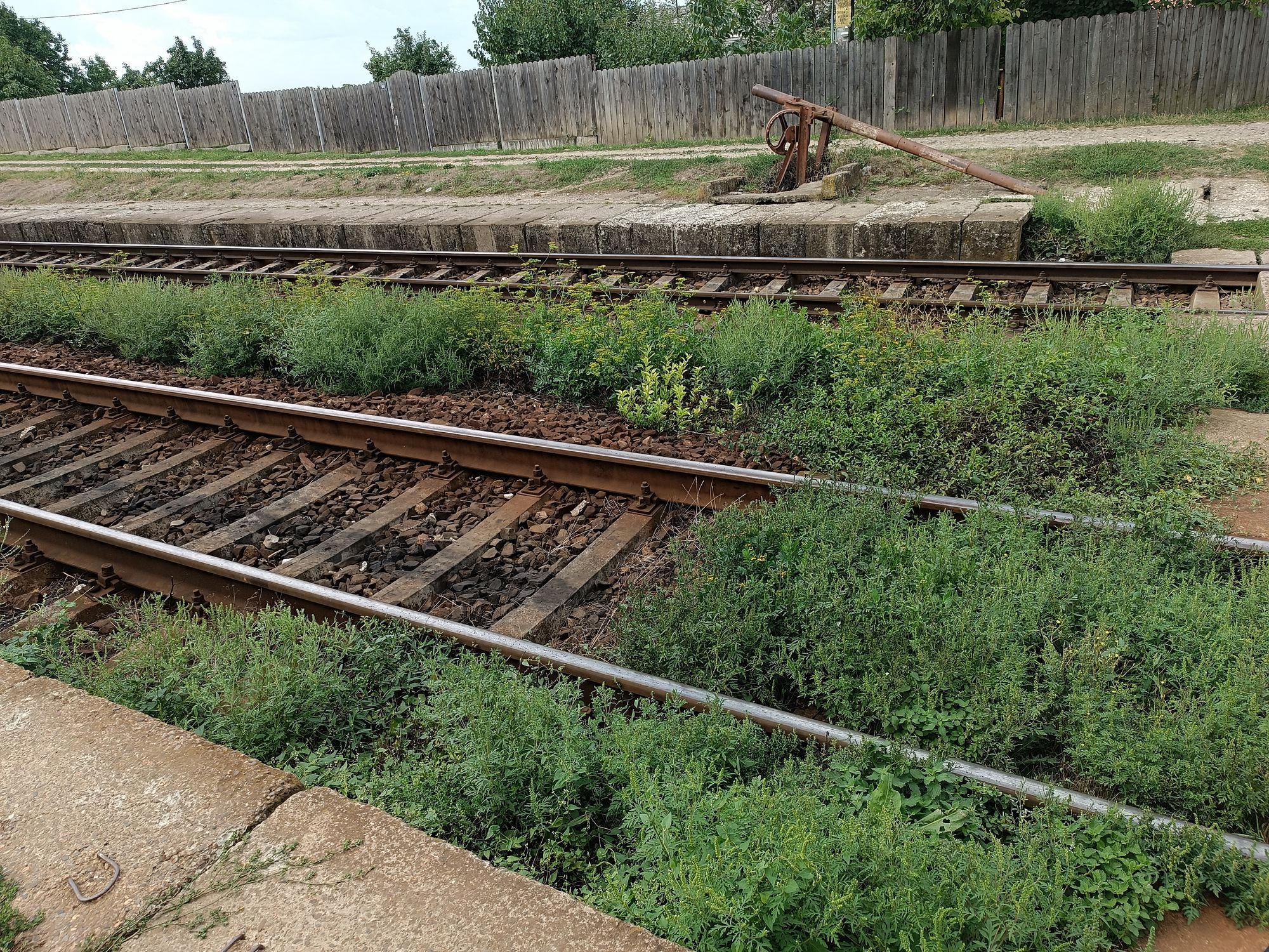 Ambrozie in Statia de tren  Picioru Lupului, Comuna Ciurea, Județul Iași - 1000117342.jpg