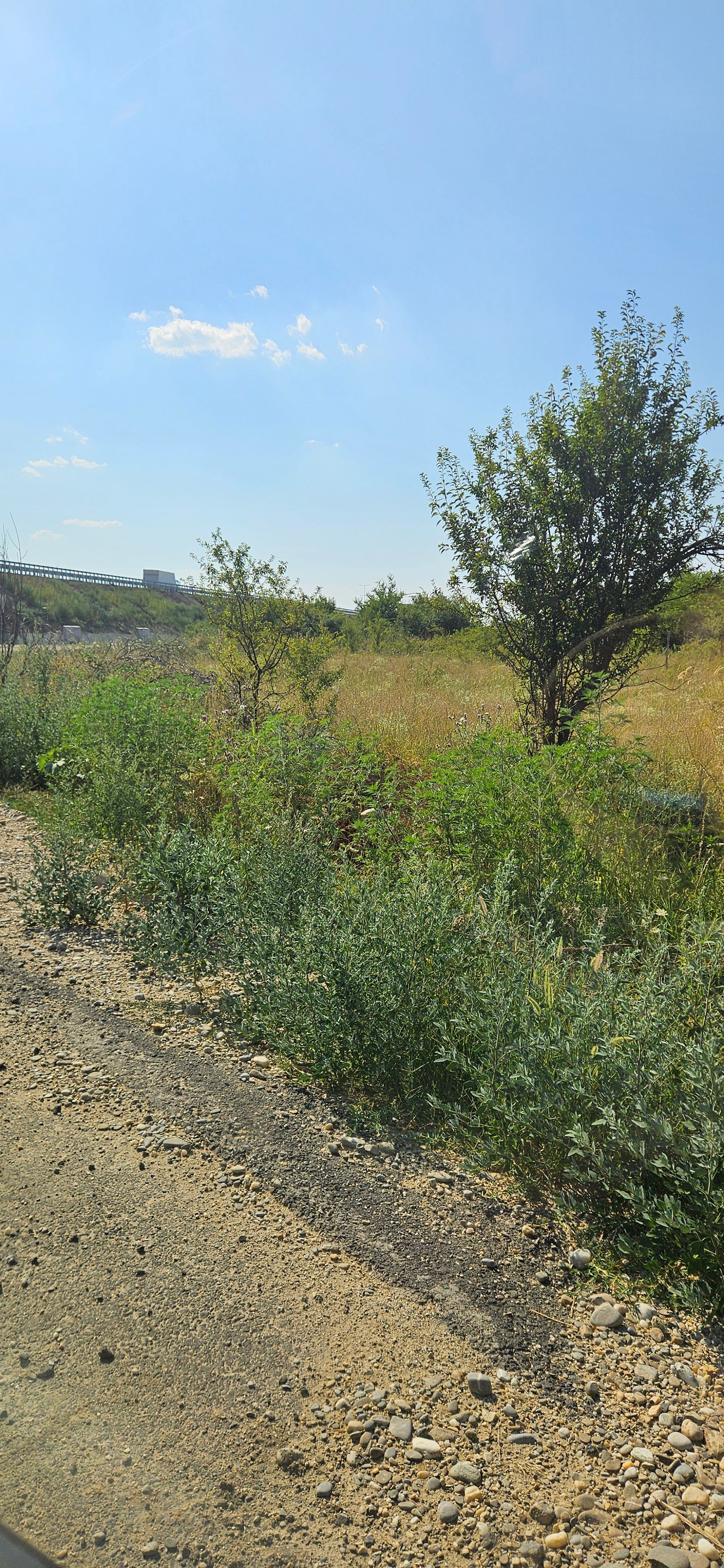 Ambrozie in DC125 675, Clinceni, Comuna Clinceni, Județul Ilfov