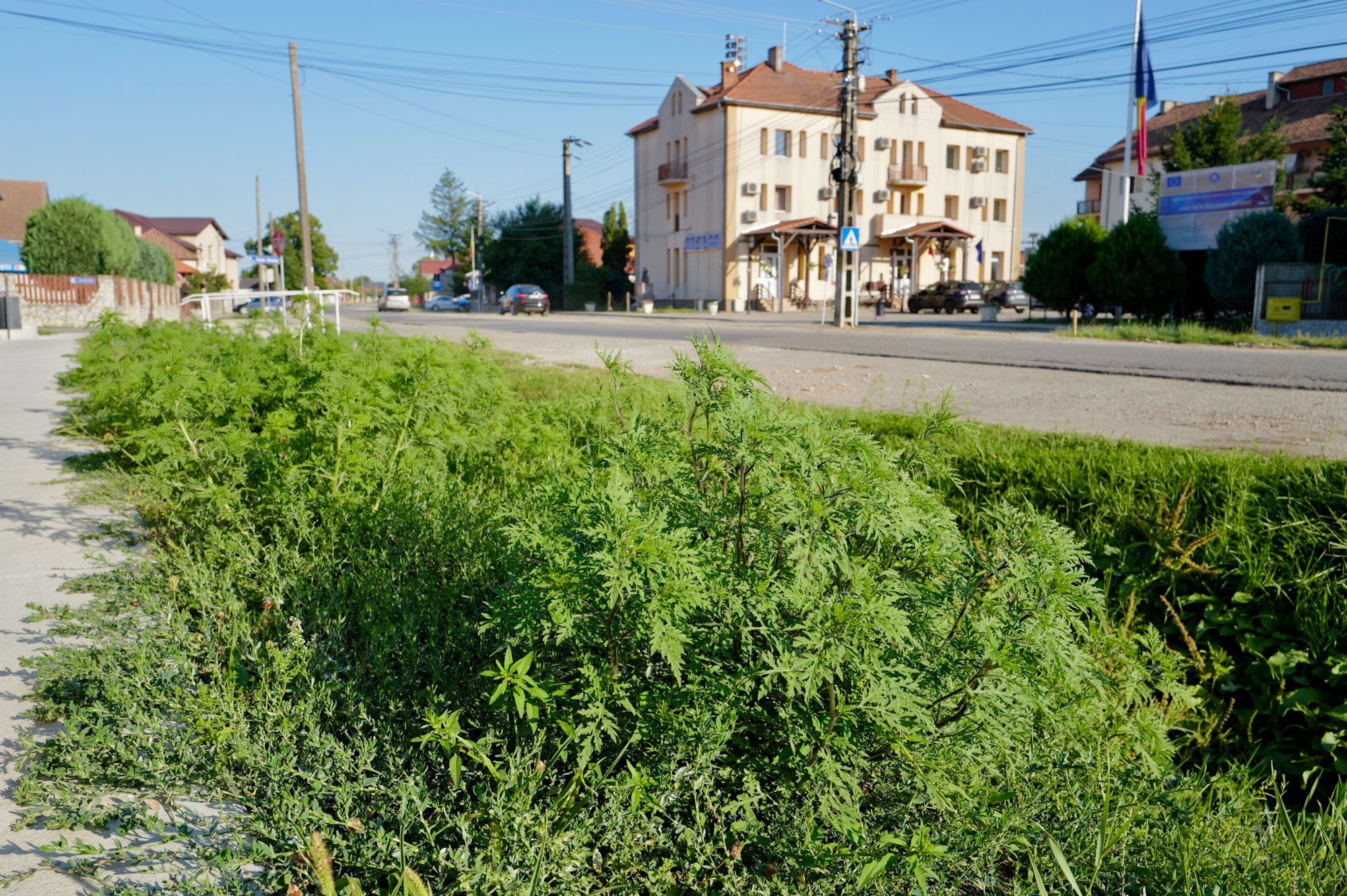 Ambrozie in Strada Principală 81, Păulești, Comuna Păulești, Județul Satu Mare - IMG_9032.jpeg