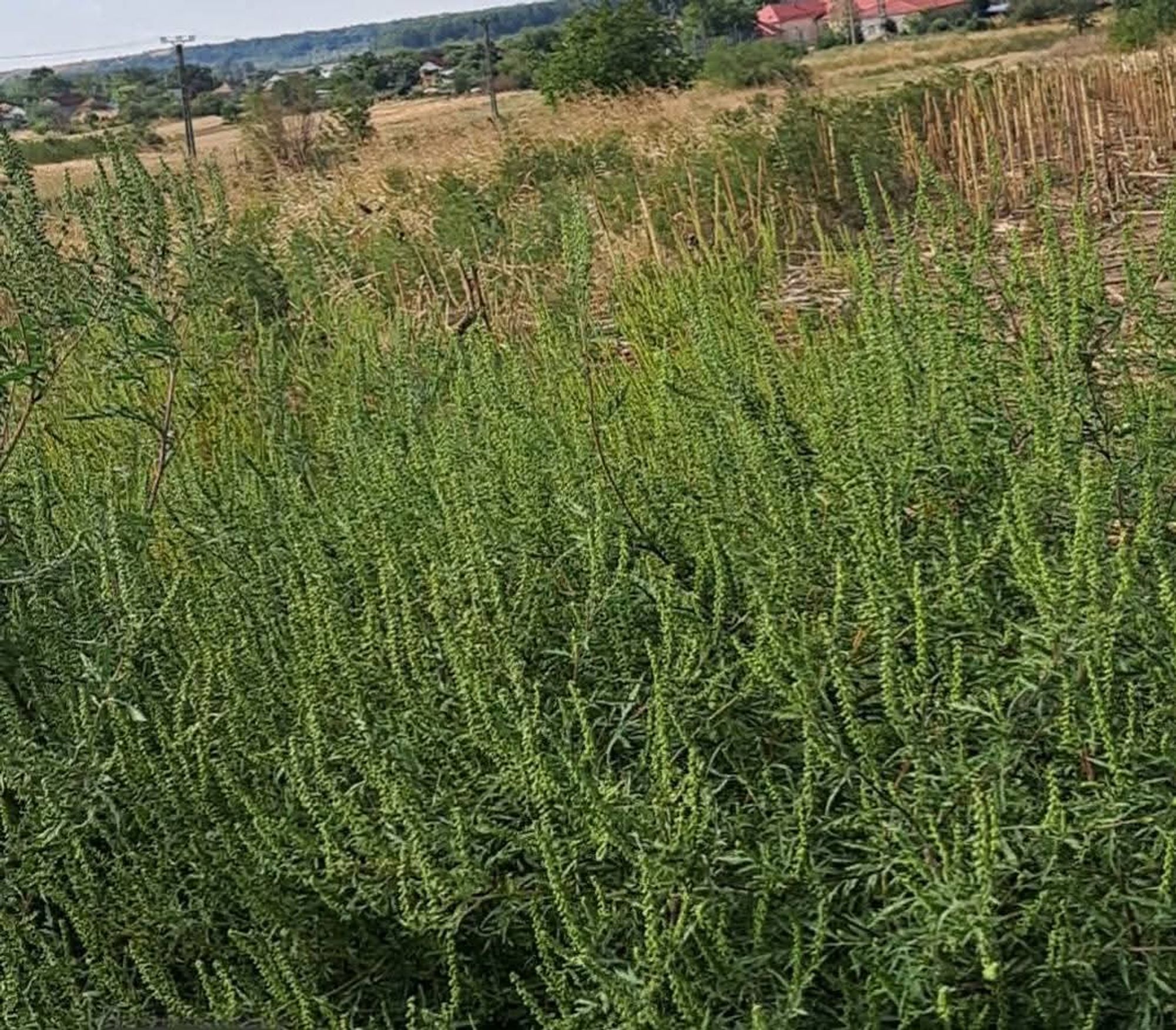 Ambrozie in Olari, Comuna Pârșcoveni, Județul Olt - 1000064633.jpg
