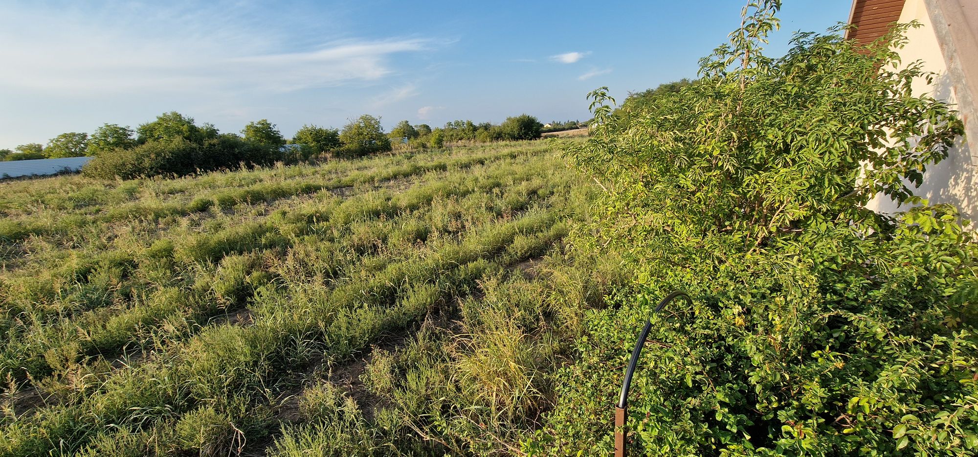 Ambrozie in Strada Podul Banului 82, Joița, Comuna Joița, Județul Giurgiu - 20250908_183539.jpg