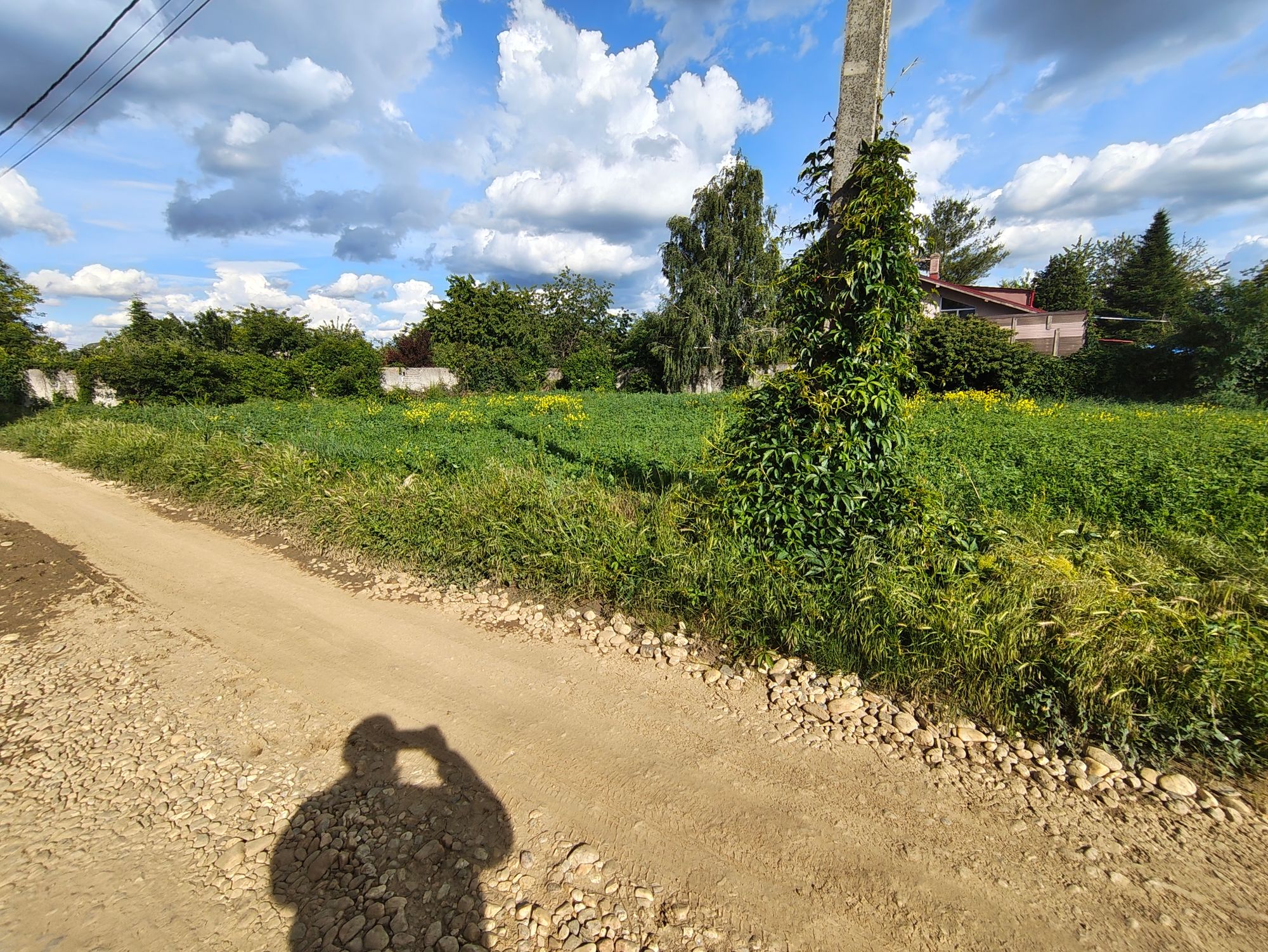 Ambrozie in Strada Stejarului 12C, Țegheș, Comuna Domnești, Județul Ilfov