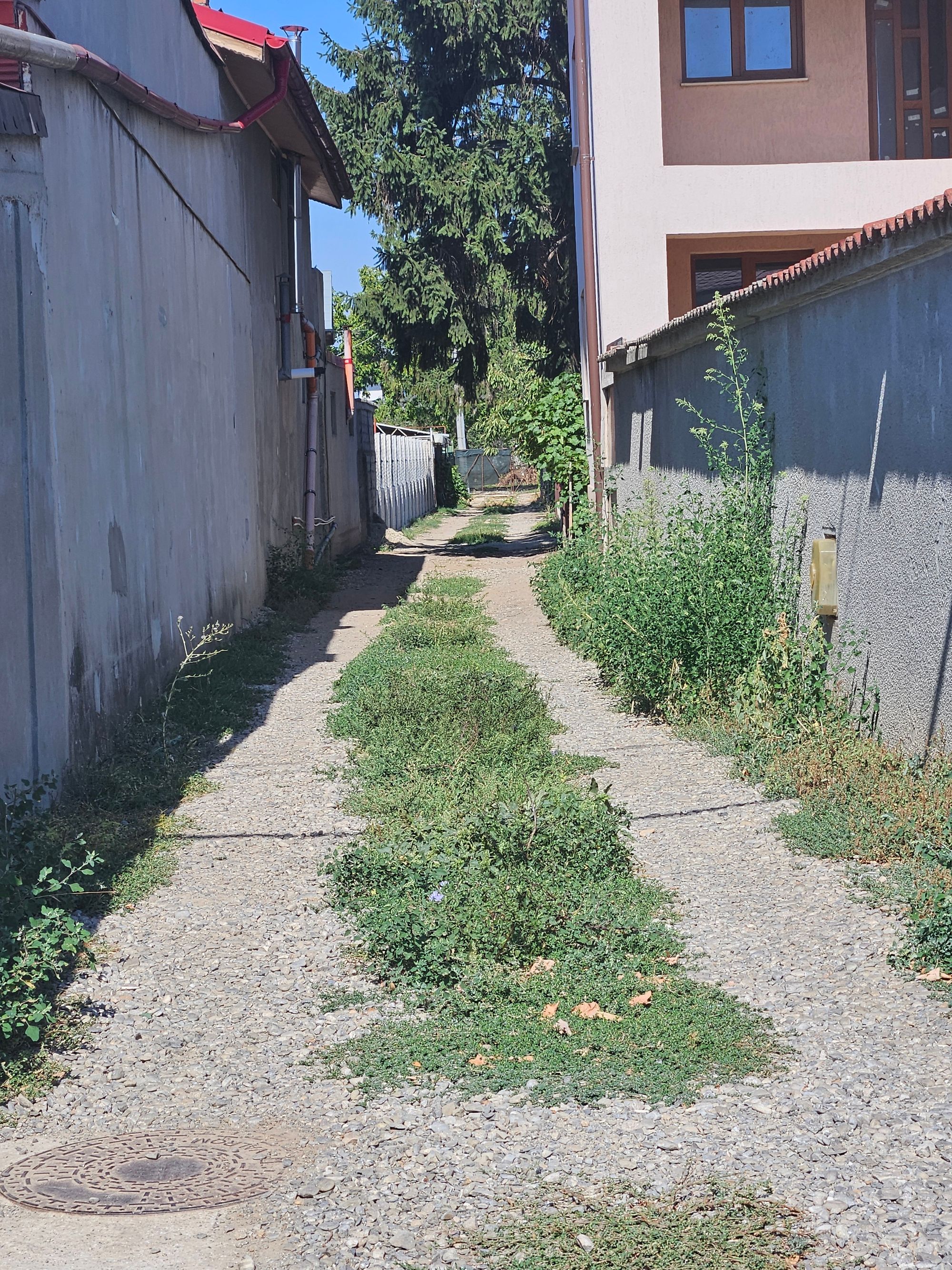 Ambrozie in Strada Păcii 50, Chiajna, Comuna Chiajna, Județul Ilfov - 20250908_113409.jpg