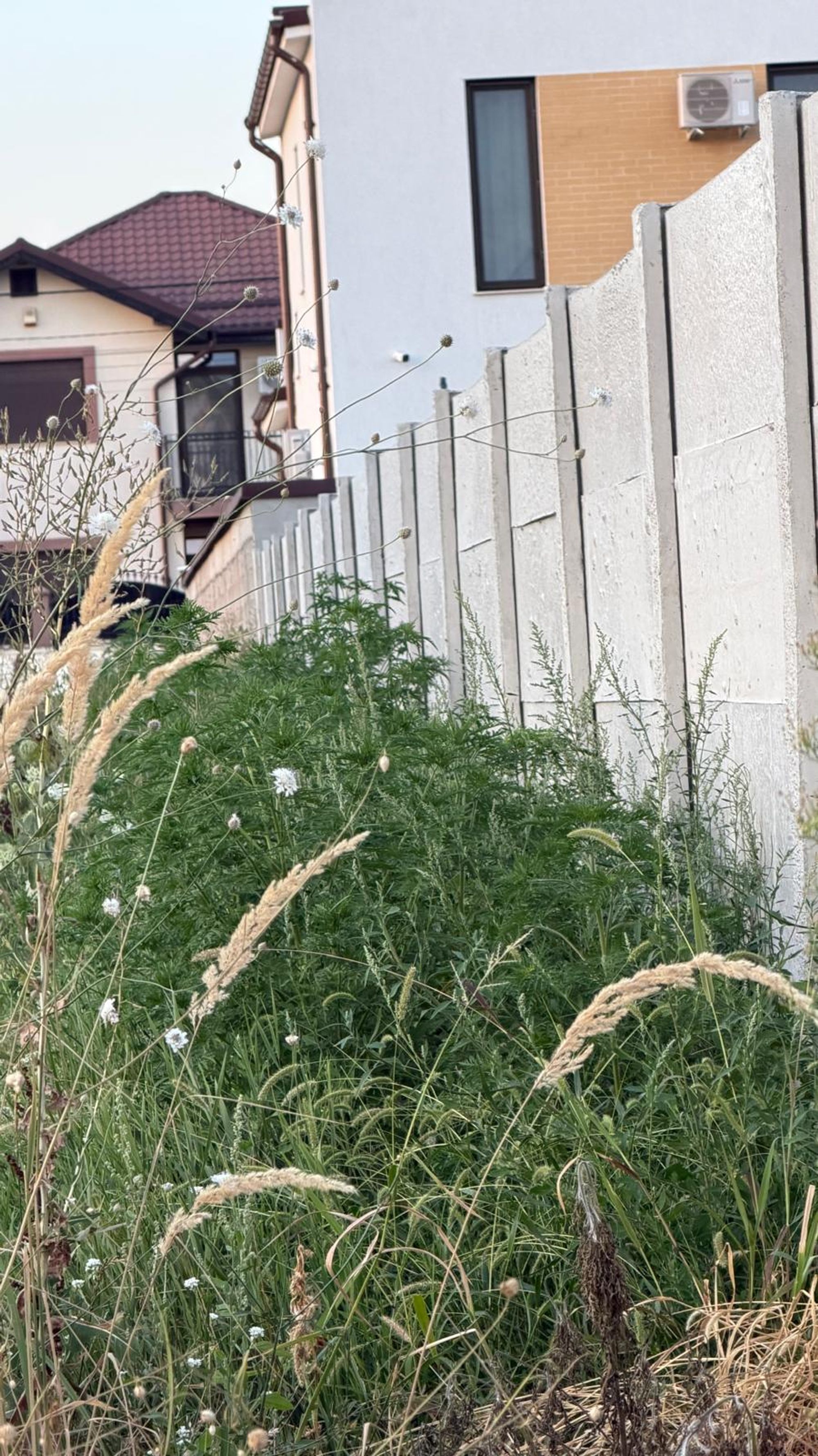 Ambrozie in Strada Crinului 35, Cârcea, Comuna Cârcea, Județul Dolj