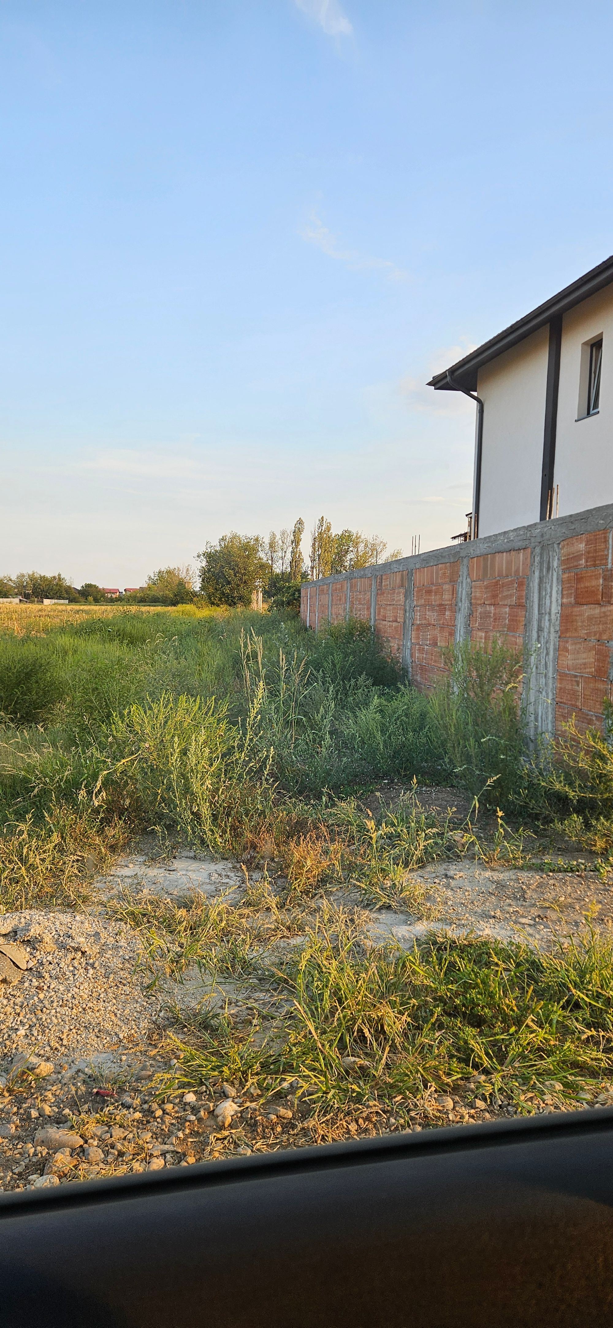 Ambrozie in Intrarea Foisorului 11, Domnești, Comuna Domnești, Județul Ilfov - 1000004737.jpg