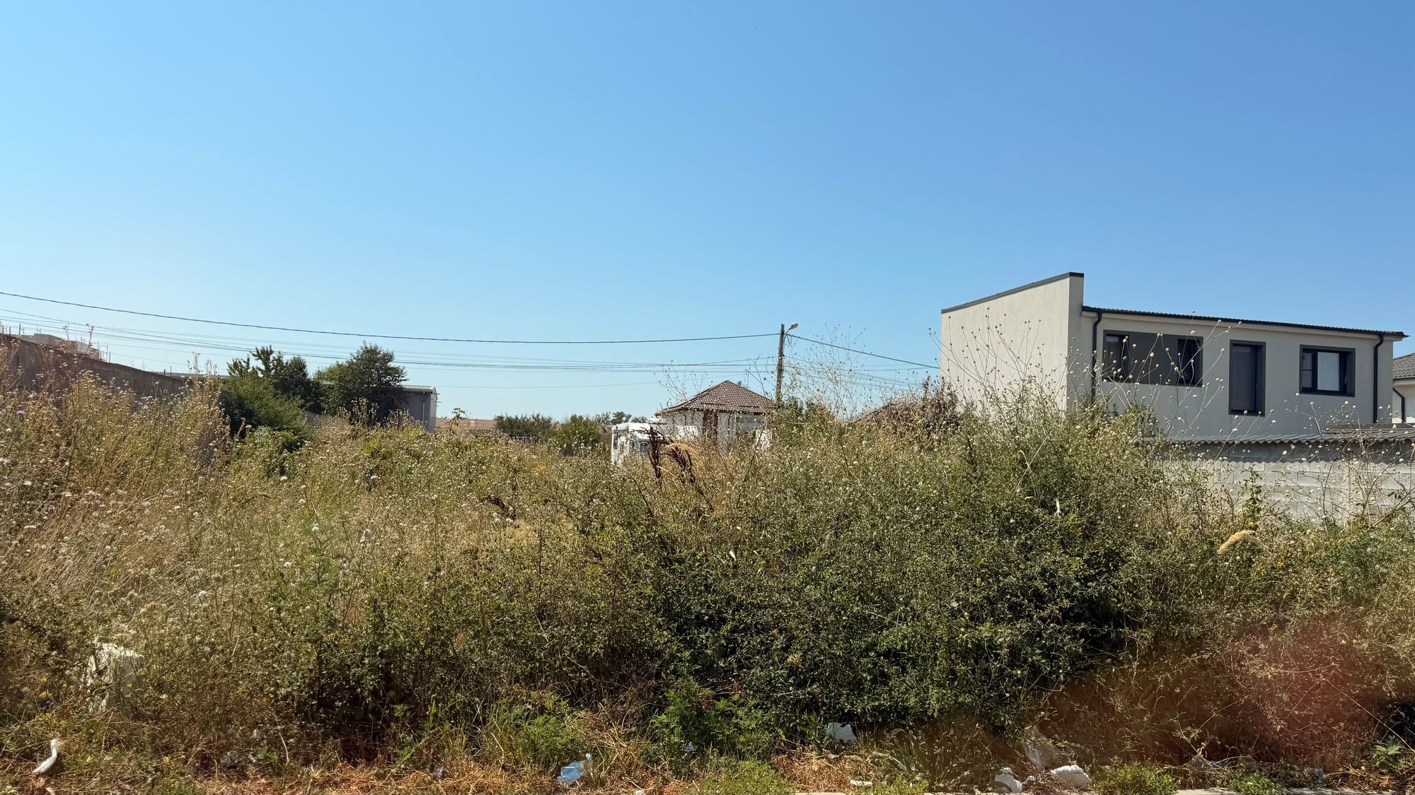 Ambrozie in Strada Crinului 8, Craiova, Comuna Cârcea, Județul Dolj