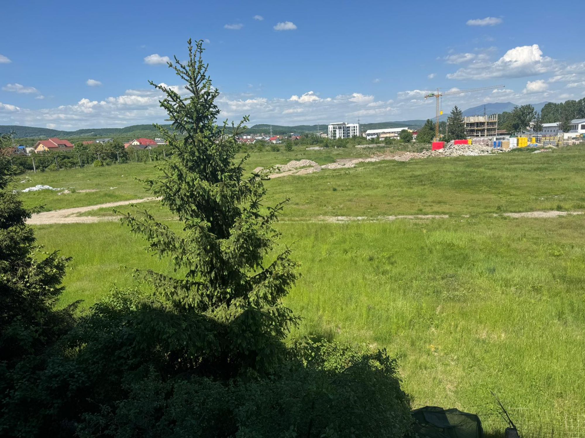 Ambrozie in Aleea Fantanele 1, Bistrița, Municipiu Bistrița, Județul Bistrița-Năsăud - WhatsApp Image 2026-05-23 at 15.48.06.jpeg