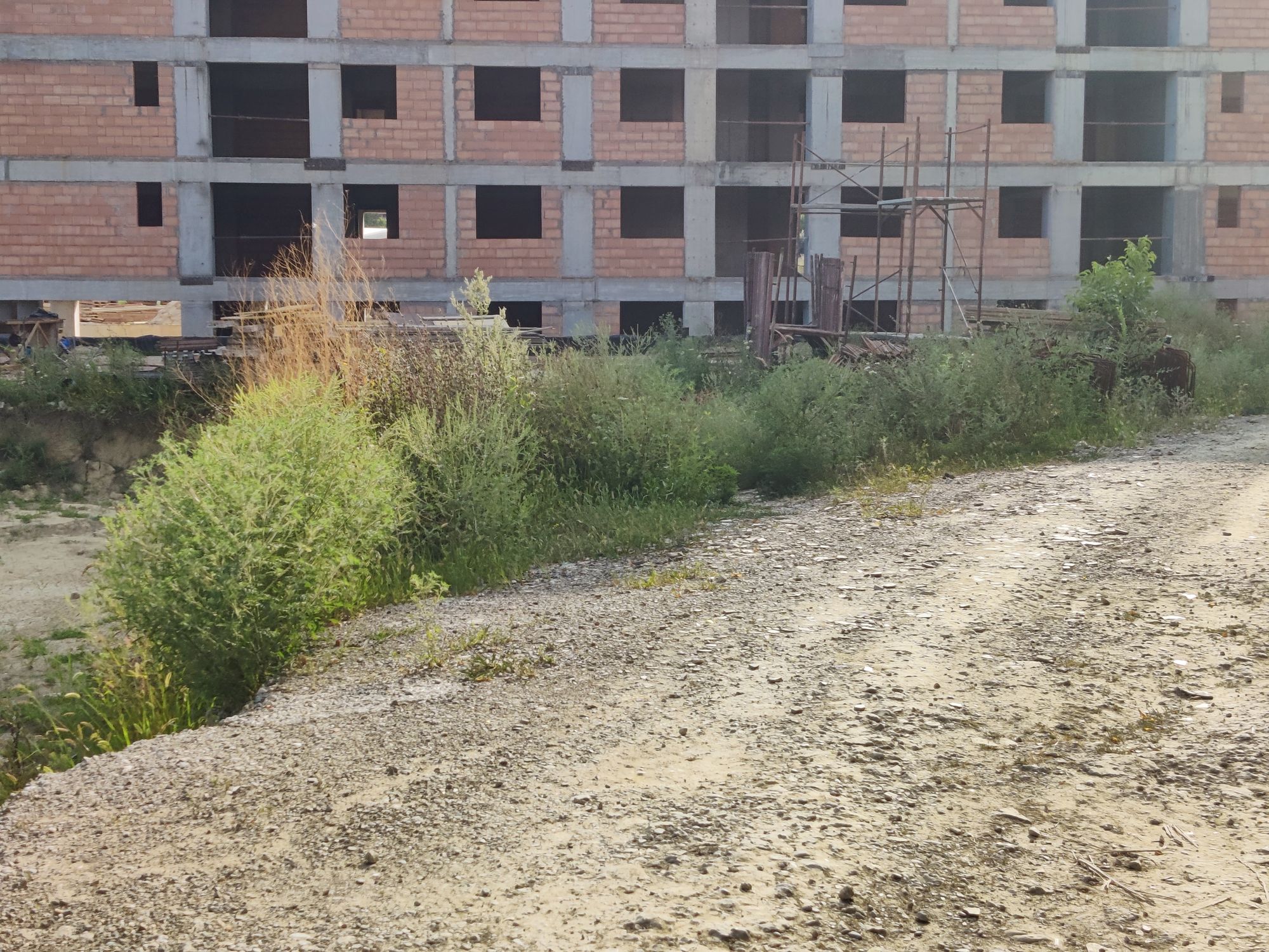 Ambrozie in Strada Moldovei, Lunca Cetățuii, Comuna Ciurea, Județul Iași