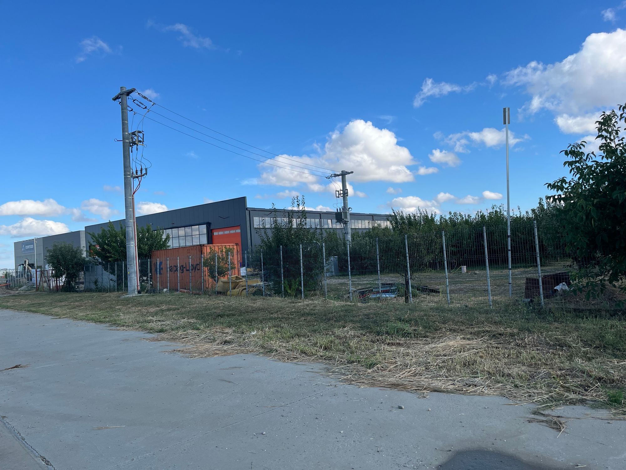 Ambrozie in Bolintin-Deal, Comună Bolintin-deal, Județul Giurgiu - IMG_0571.jpeg