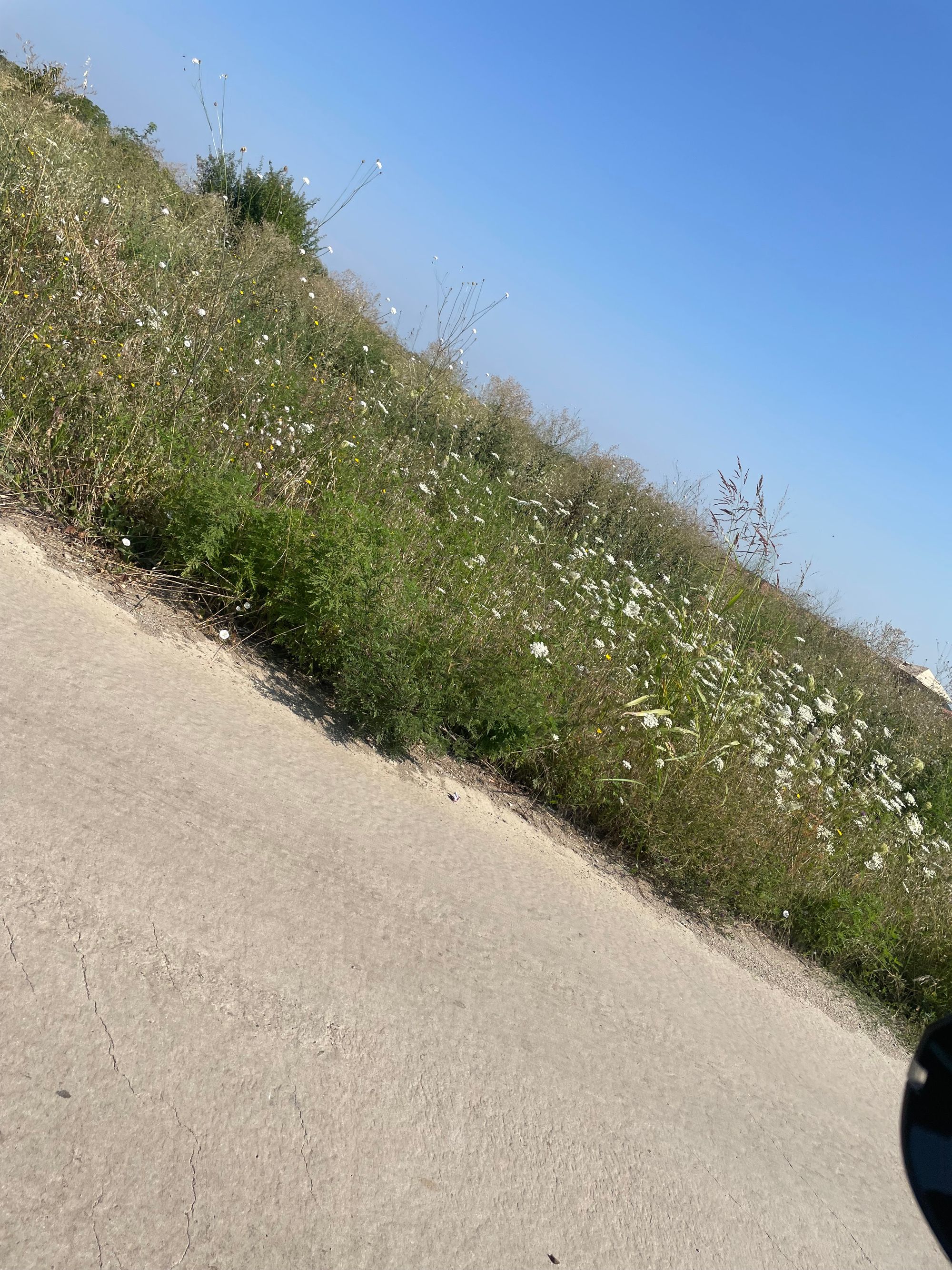 Ambrozie in Strada Mihai Eminescu 24D, Tunari, Comuna Tunari, Județul Ilfov