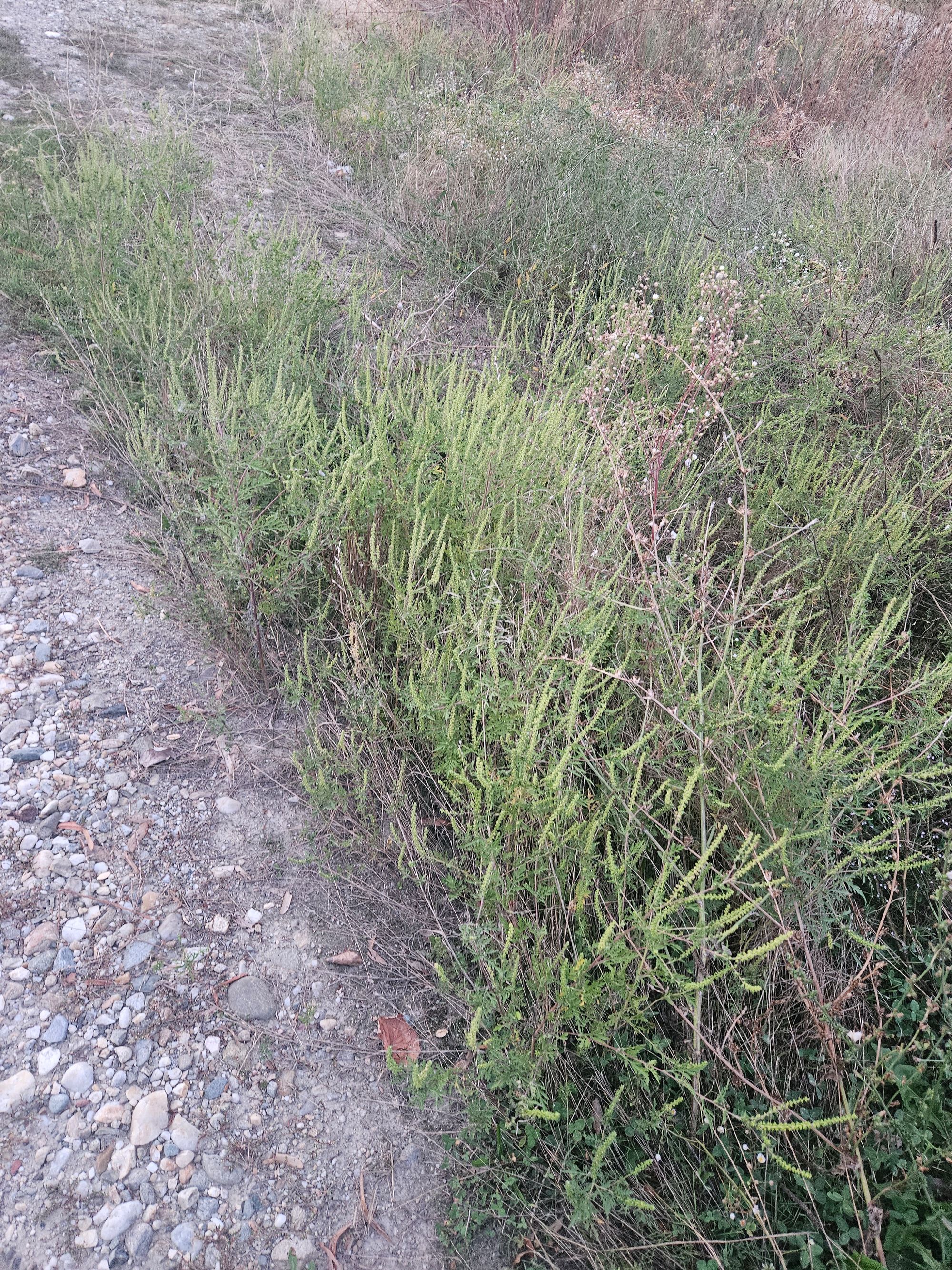 Ambrozie in Strada Gara Florica 18, Ștefăneștii Noi, Oraș Ștefănești, Județul Argeș - 1000060303.jpg