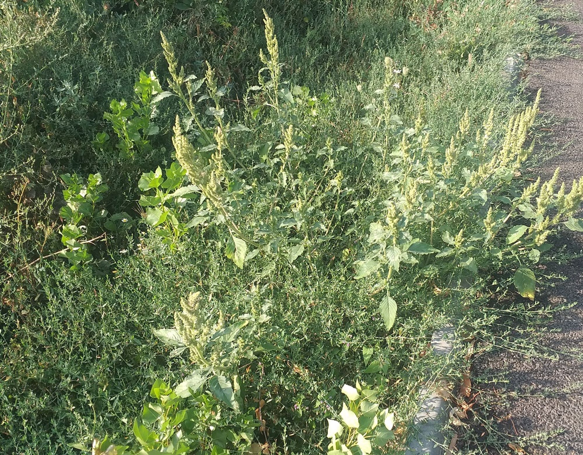 Ambrozie in Strada Crinului 25, Roșu, Comuna Chiajna, Județul Ilfov - 20230825_090319.jpg