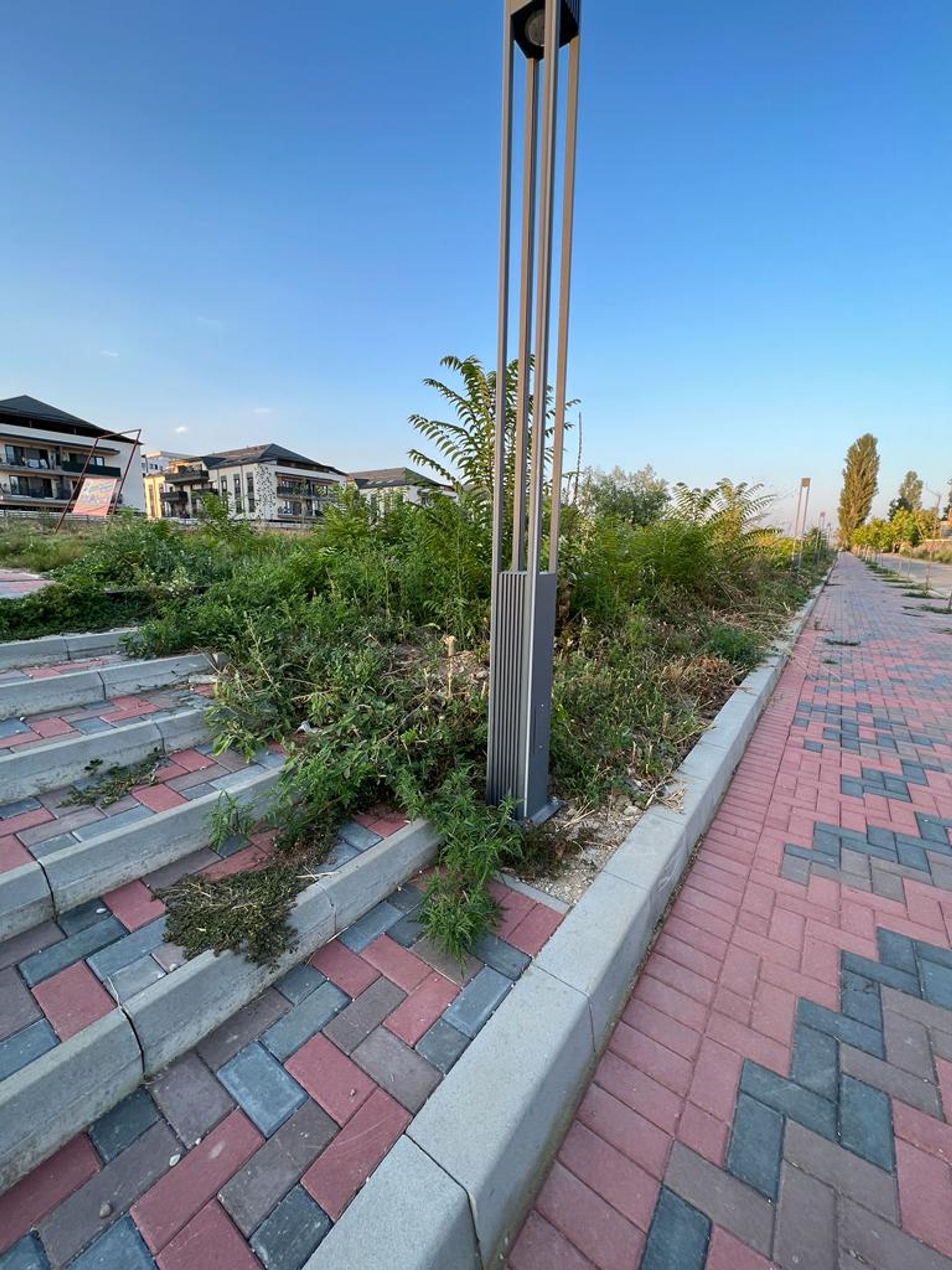 Ambrozie in Strada Victor Brauner 82, București, Municipiul București - inbound4509919284459205347.jpg