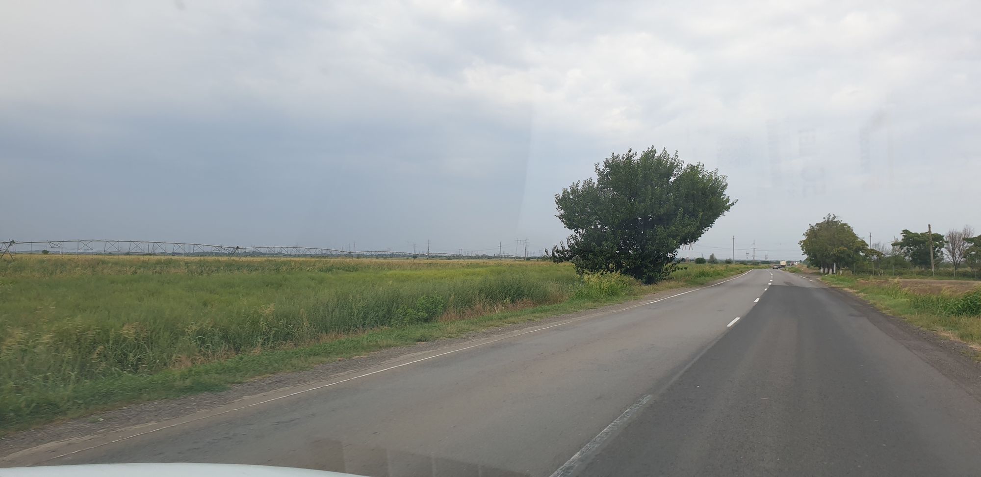 Ambrozie in Brăila, Județul Brăila - 20240827_154941.jpg