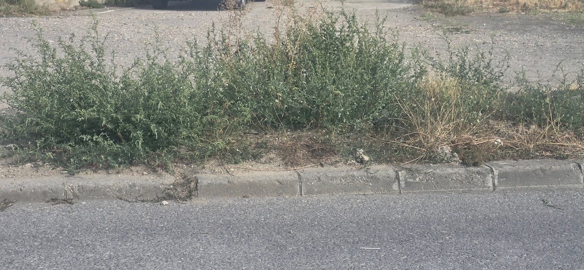 Ambrozie in Strada Trotușului 1, Arad, Municipiu Arad, Județul Arad - 1000130826.jpg