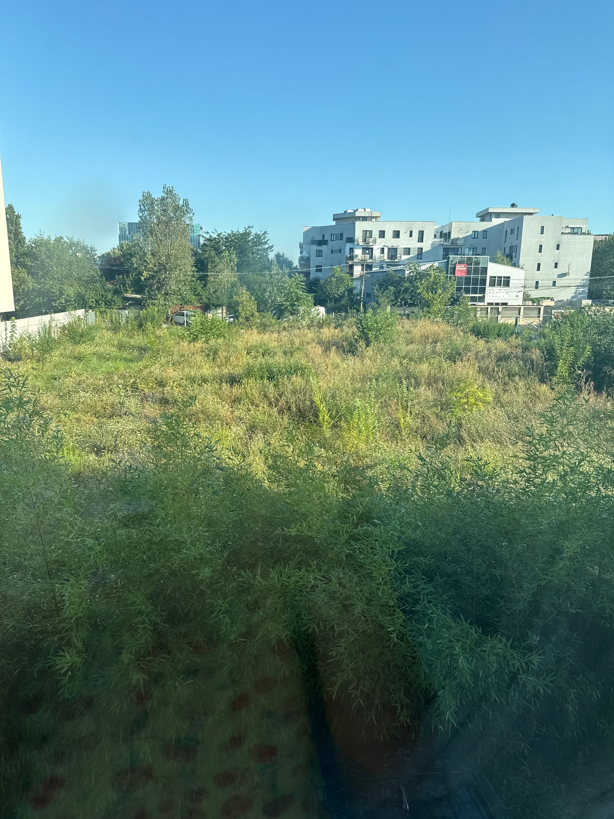 Ambrozie in Intrarea Străulești 53, București, Municipiul București