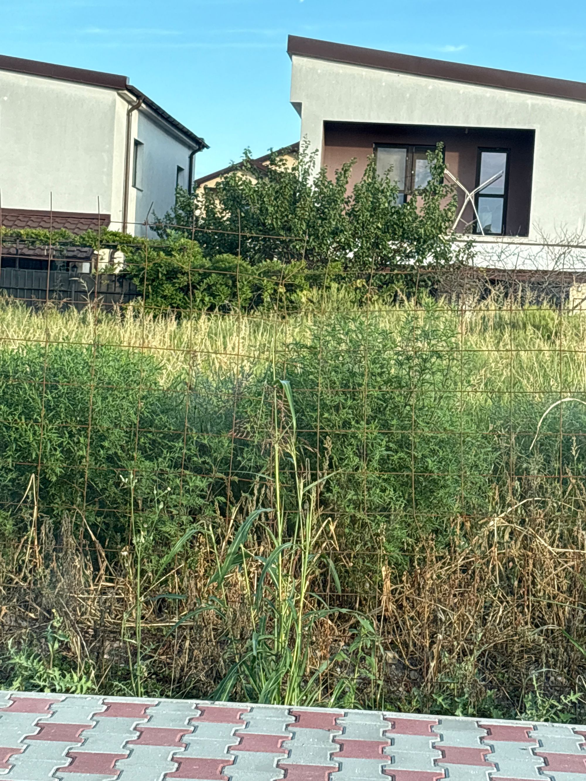 Ambrozie in strada Muresului 34, Bragadiru, Oraș Bragadiru, Județul Ilfov - image.jpg