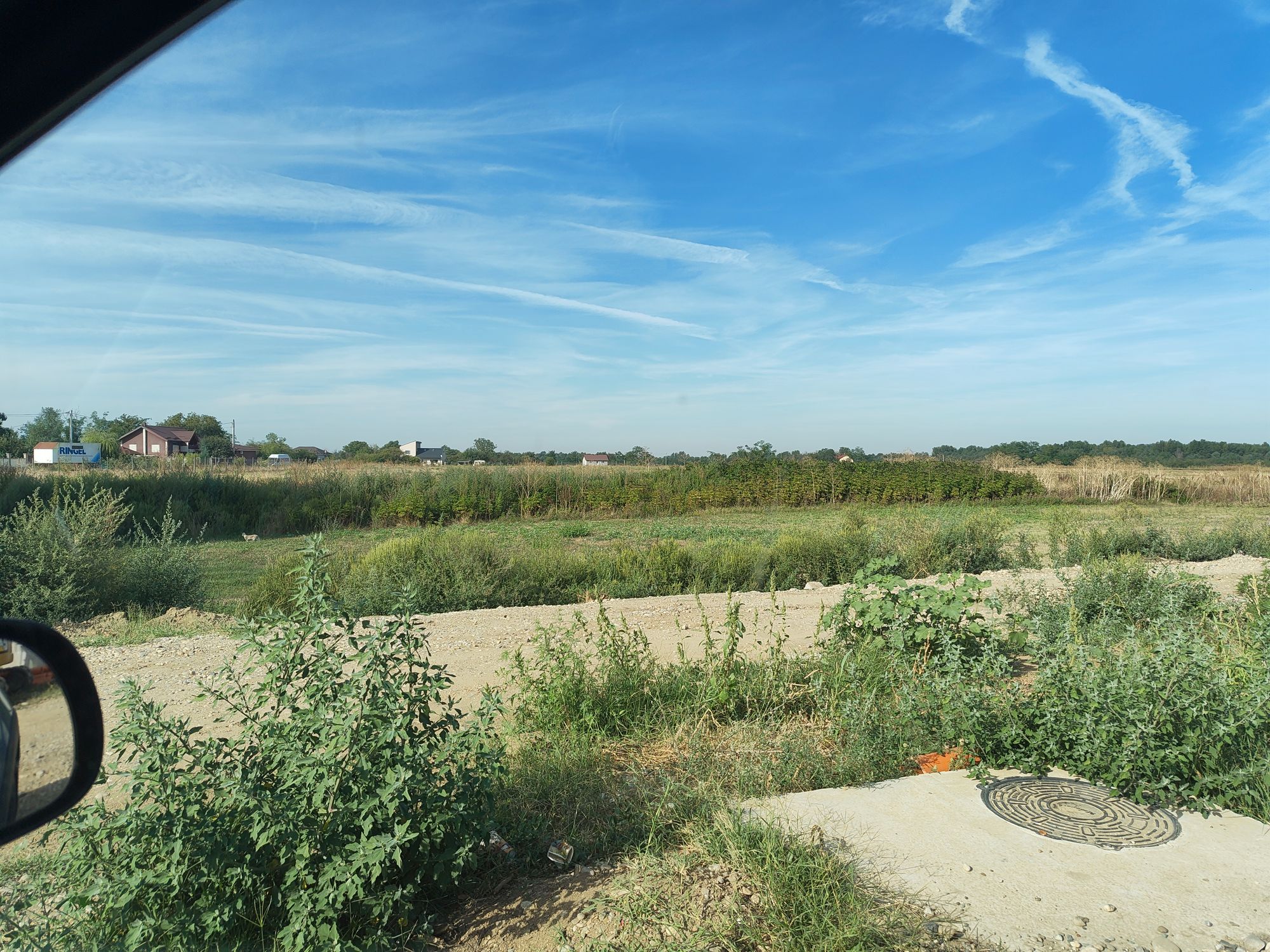 Ambrozie in Strada Stejarului 12C, Țegheș, Comuna Domnești, Județul Ilfov