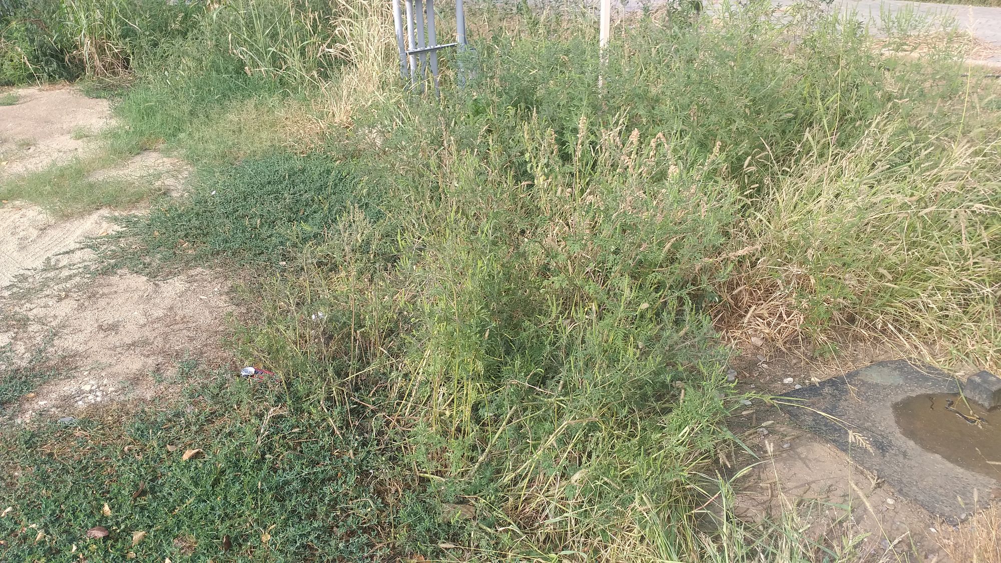 Ambrozie in Strada Apeductului 2, Roșu, Comuna Chiajna, Județul Ilfov - 20230825_094510.jpg