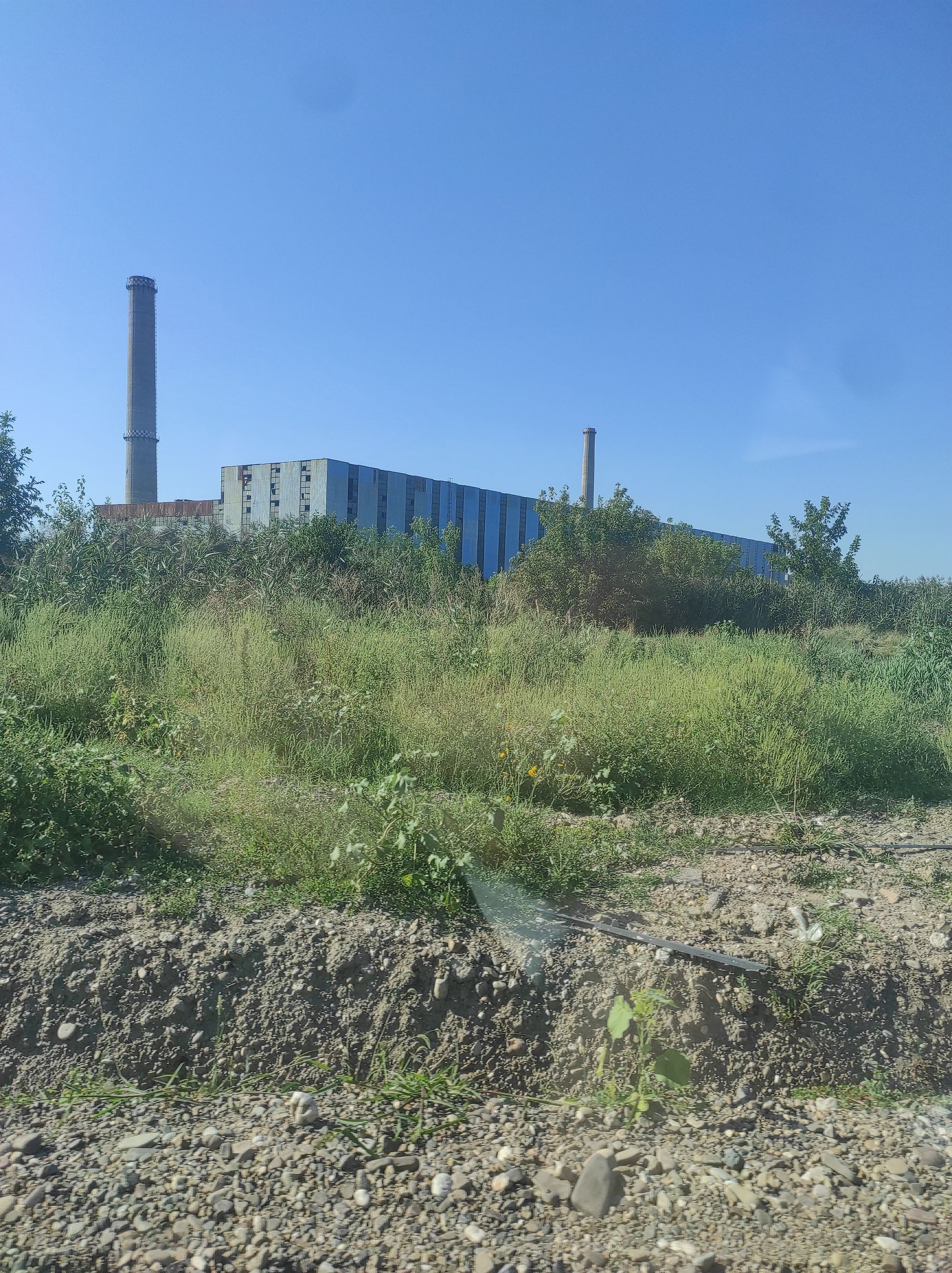 Ambrozie in Iași, Județul Iași - IMG_20250828_162345.jpg