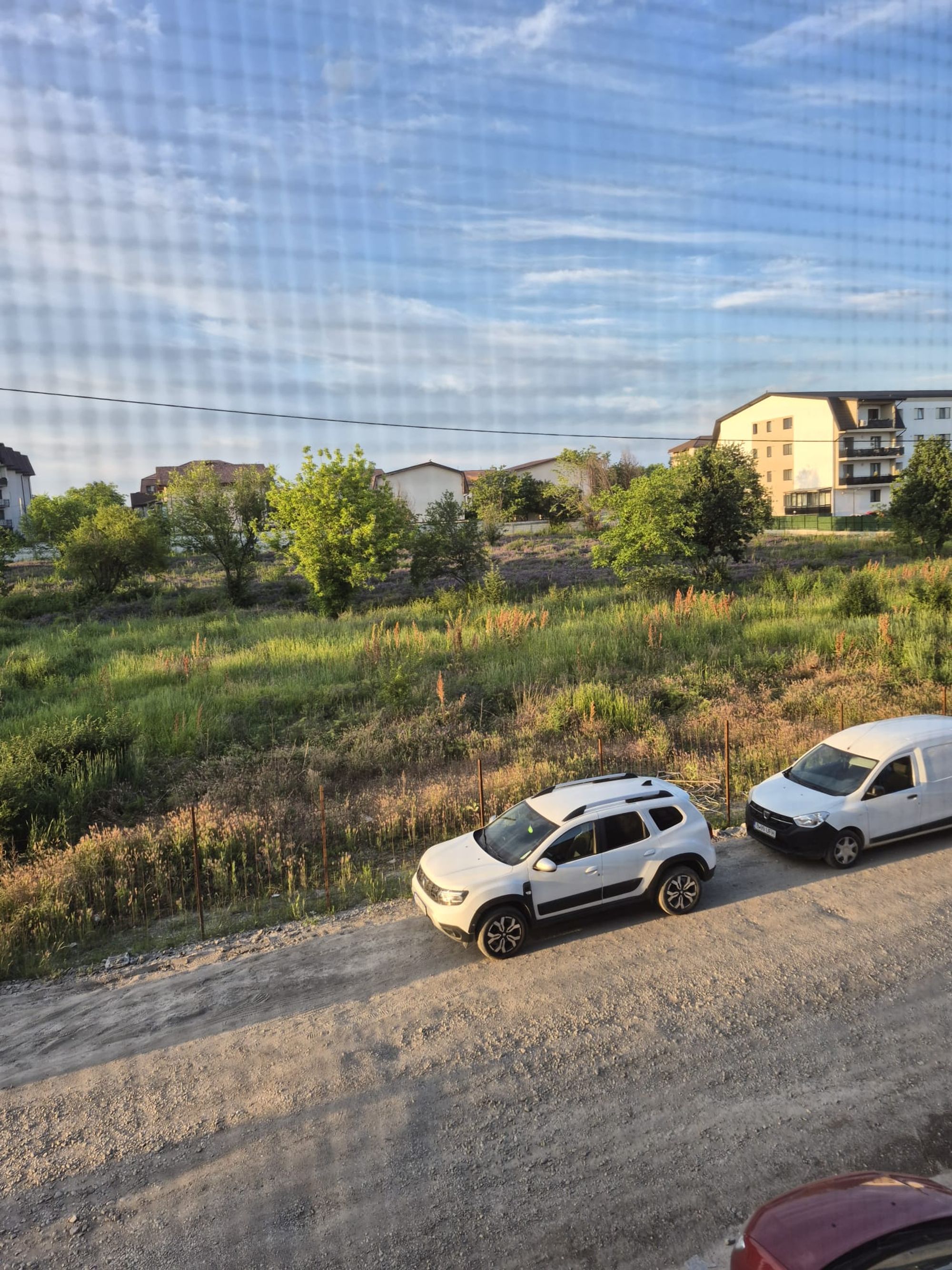 Ambrozie in Strada Cireșului 31, București, Comuna Dobroești, Județul Ilfov