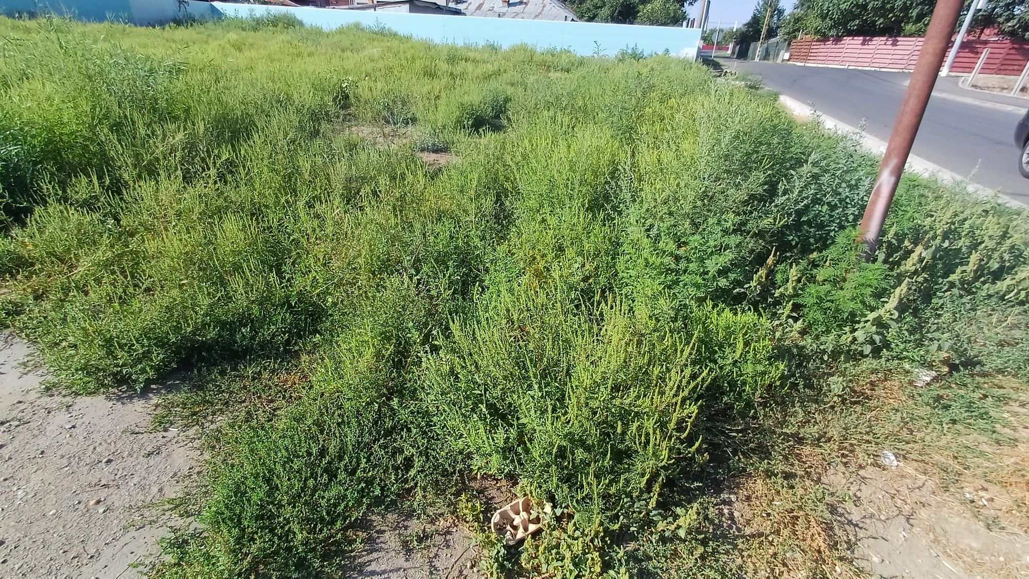 Ambrozie in Strada Fulger 4, Buciumeni, Oraş Buftea, Județul Ilfov - WhatsApp Image 2025-09-09 at 6.06.25 PM.jpeg