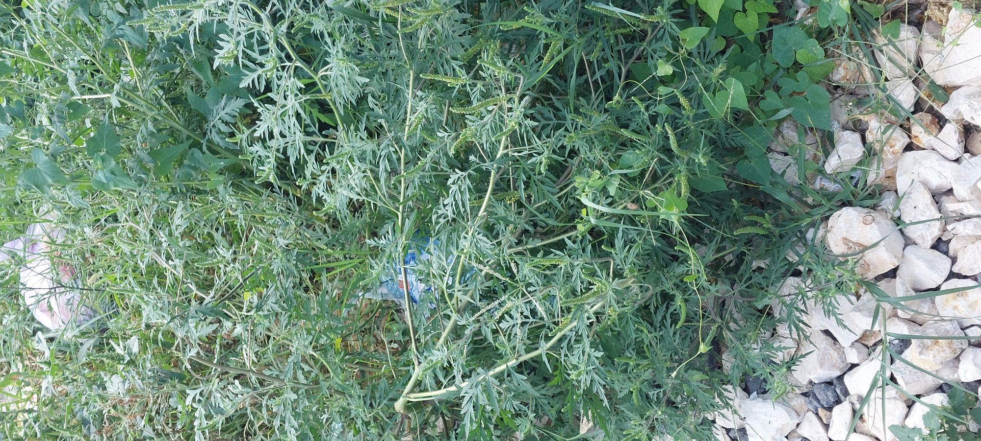 Ambrozie in Strada D13 30, Mamaia-Sat, Oraş Năvodari, Județul Constanța - inbound4743838909574573222.jpg