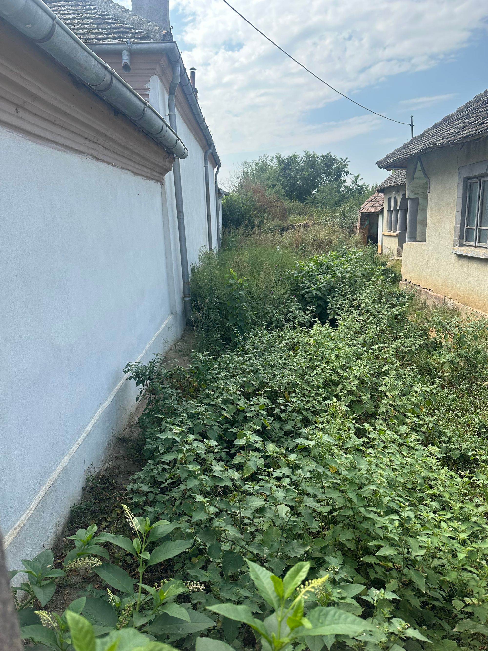 Ambrozie in Maglavit, Dolj County - IMG_6782.jpeg