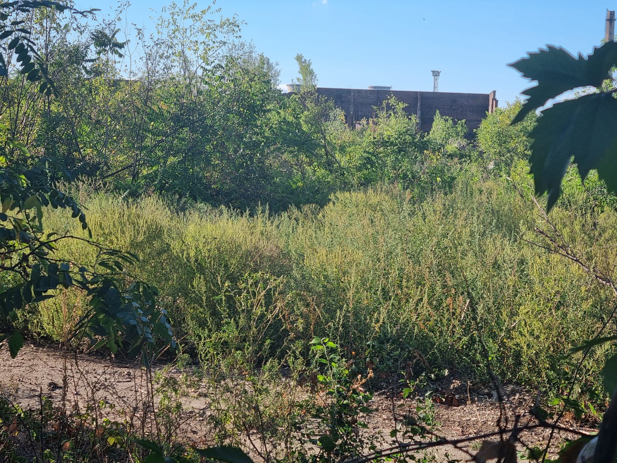 Ambrozie in Bulevardul Petrolului 14 bis, Ploiești, Municipiu Ploieşti, Județul Prahova - WhatsApp Image 2025-09-18 at 17.27.02_85d48180.jpg