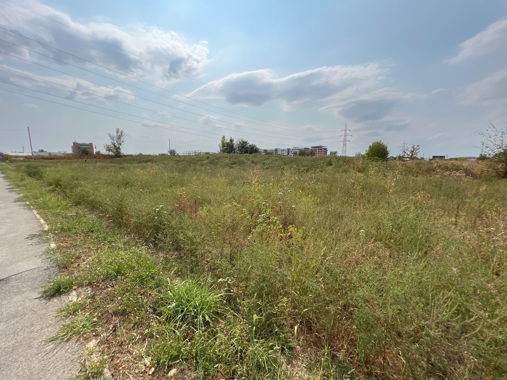 Ambrozie in Strada Stelelor 72a, Chiajna, Comuna Chiajna, Județul Ilfov - image.jpg