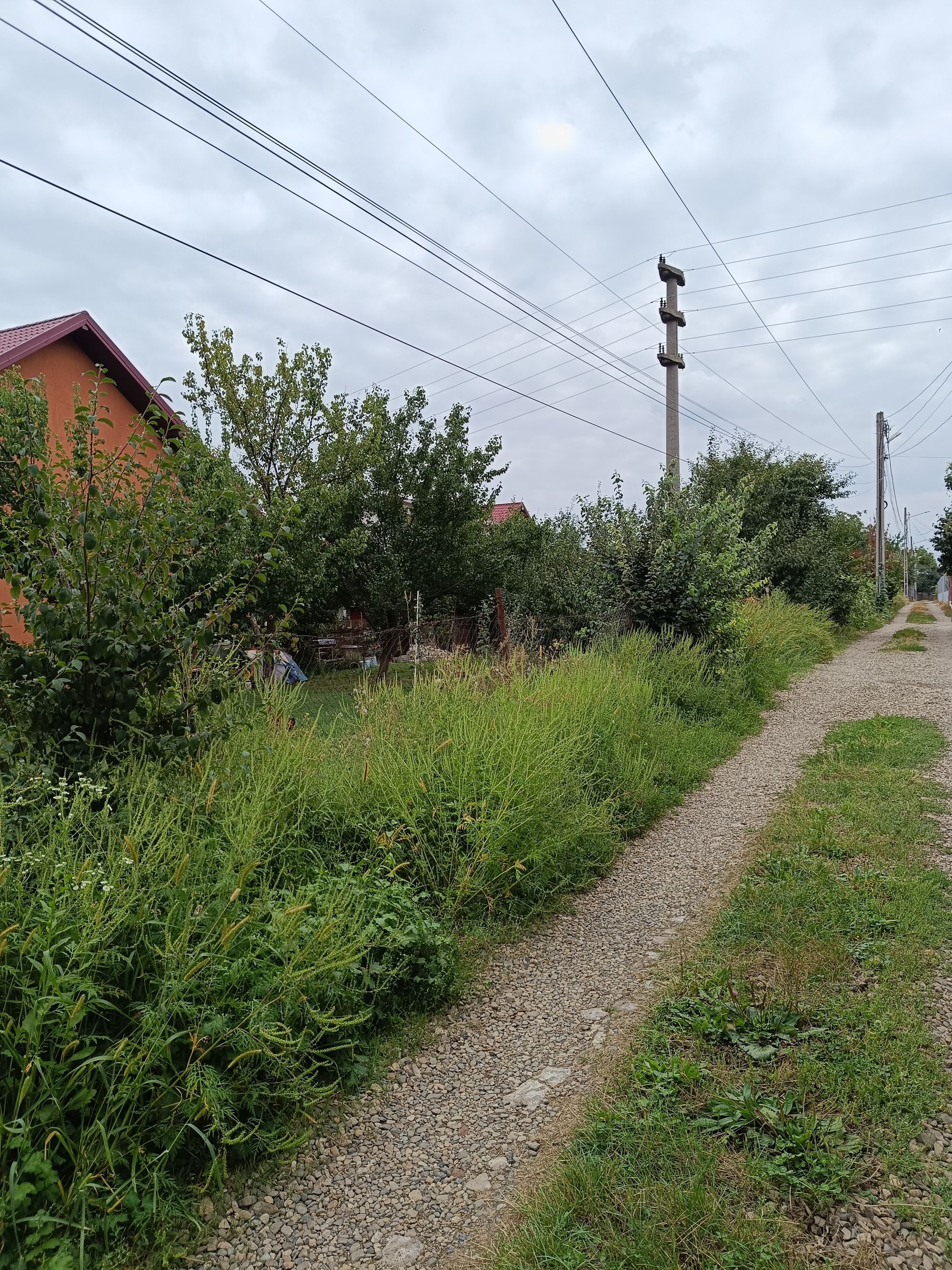 Ambrozie in DJ248 14E, Lunca Cetățuii, Comuna Ciurea, Județul Iași - IMG_20230916_153909.jpg