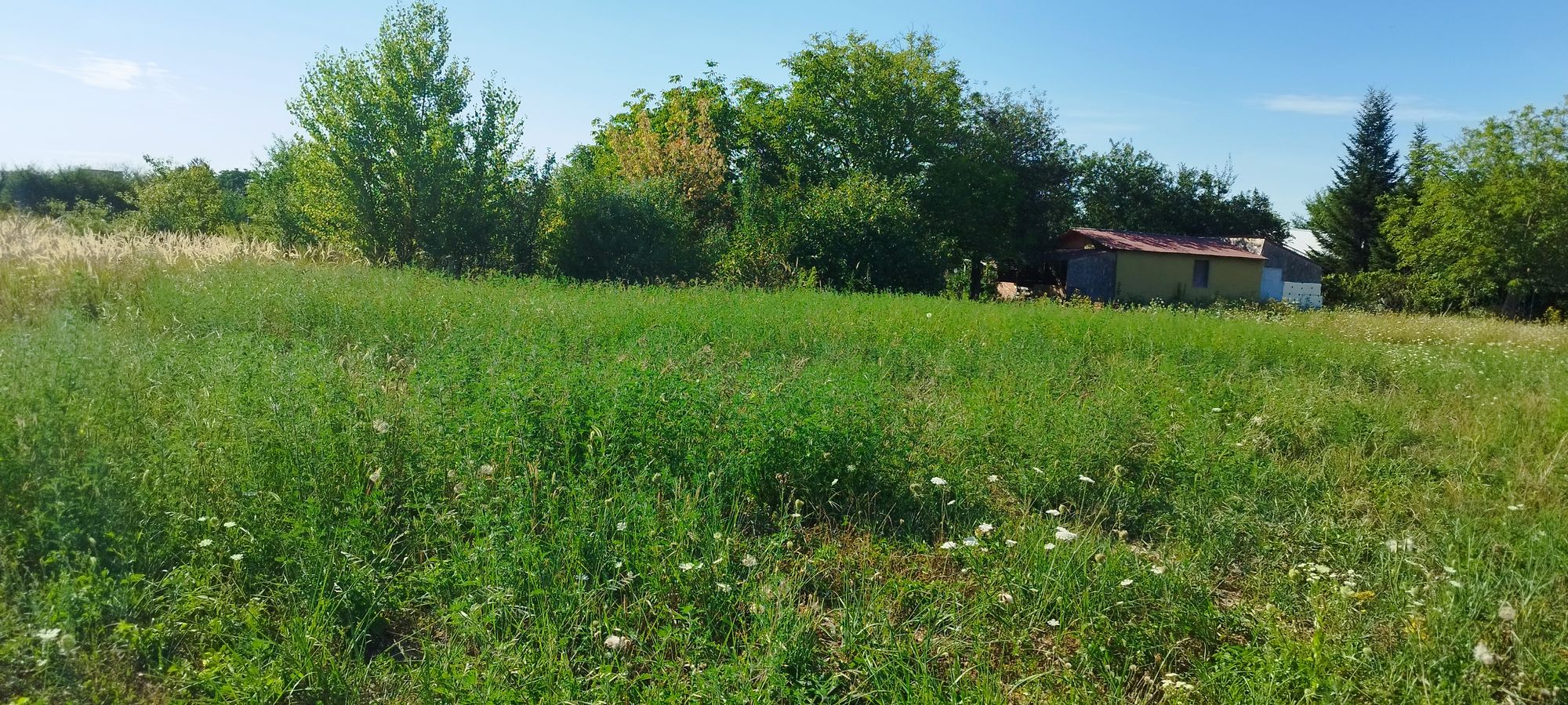 Ambrozie in Drumul Odoreului 85, Satu Mare, Municipiu Satu Mare, Județul Satu Mare