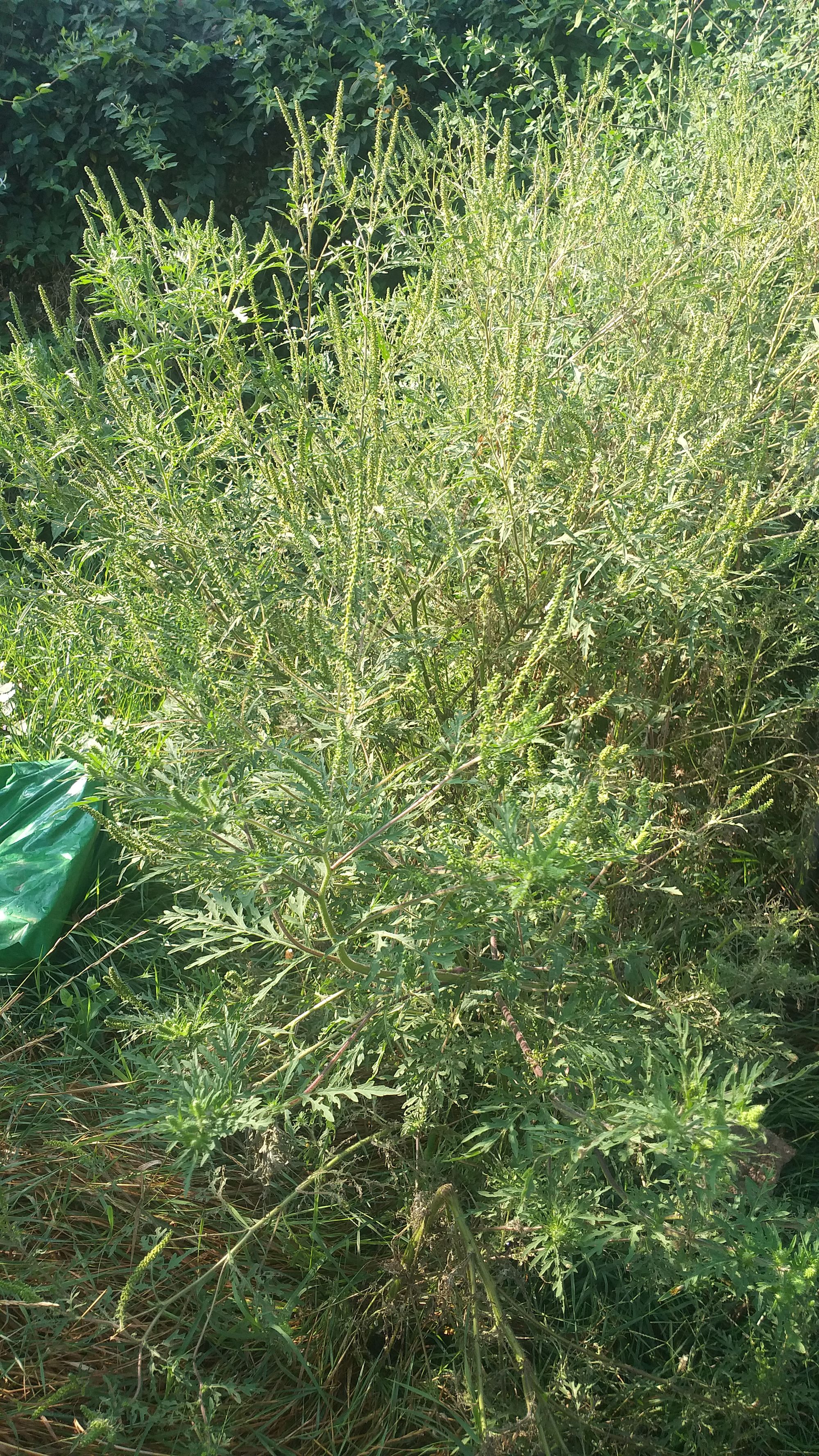 Ambrozie in Strada Crinului 118, Roșu, Comuna Chiajna, Județul Ilfov - 20230825_093632.jpg