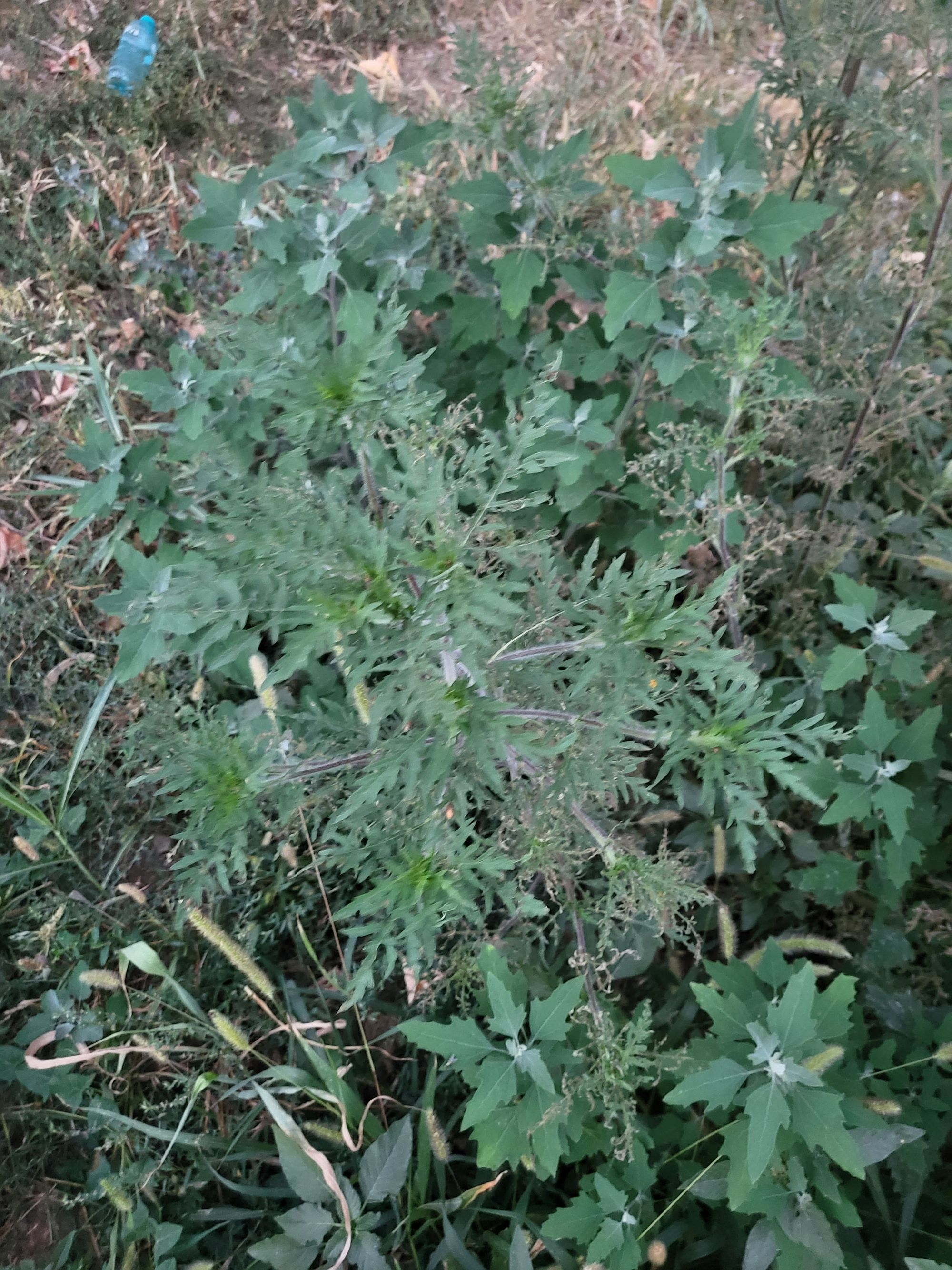 Ambrozie in Strada Spătarul Preda 17, București, Municipiul București - 20230818_202156.jpg