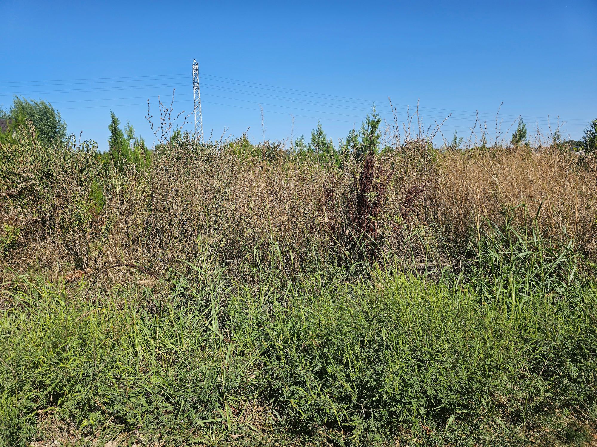 Ambrozie in Tărtășești, Comuna Tărtășești, Județul Dâmbovița - 20250914_135917.jpg