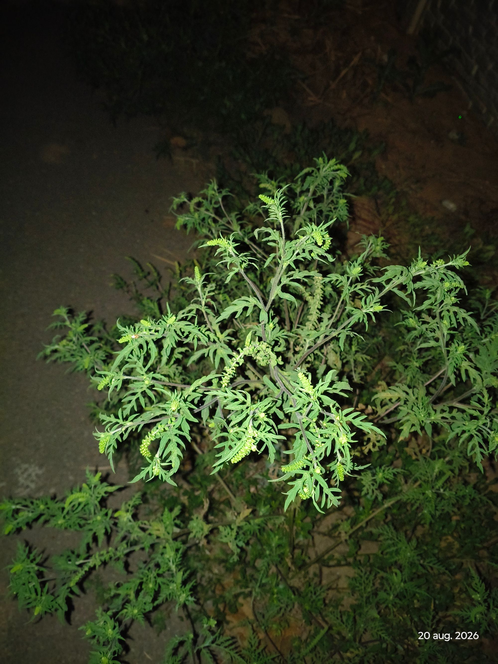 Ambrozie in DC77A 288, Samurcași, Comuna Crevedia, Județul Dâmbovița