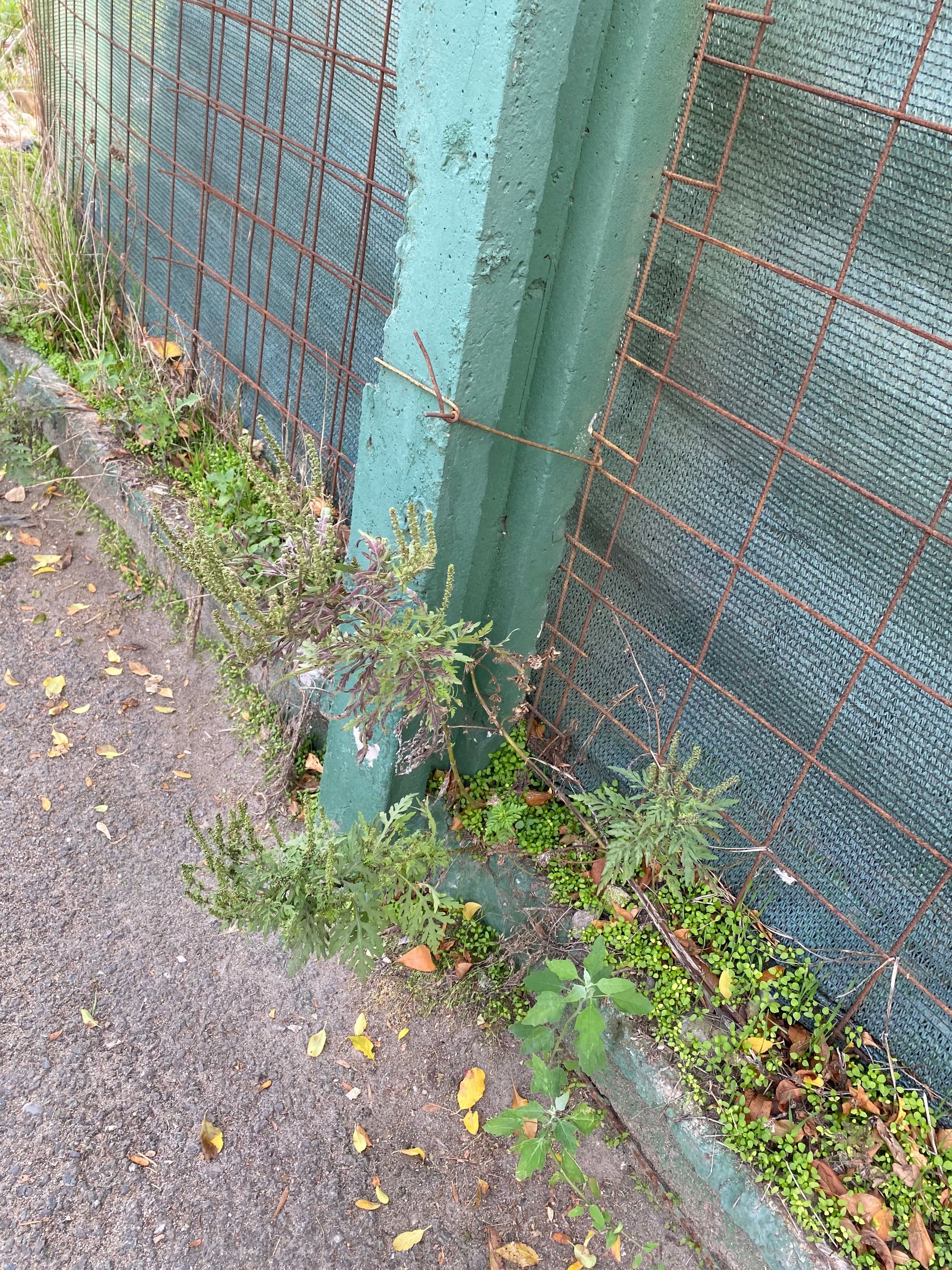 Ambrozie in Strada Jiului 55a, București, Municipiul București - IMG_0513.jpeg