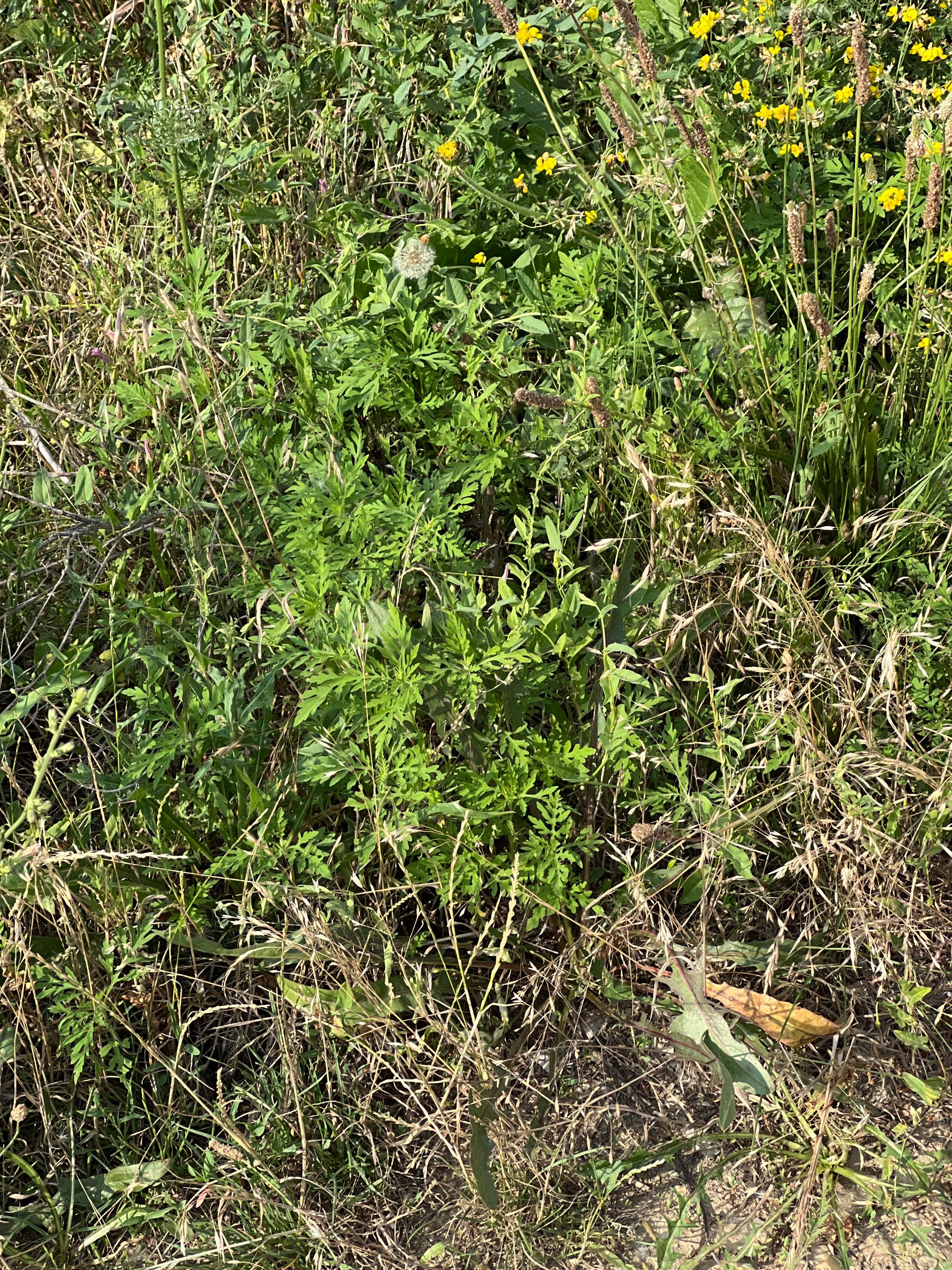 Ambrozie in Strada Apeductului 8-10, Roșu, Comuna Chiajna, Județul Ilfov - image.jpg