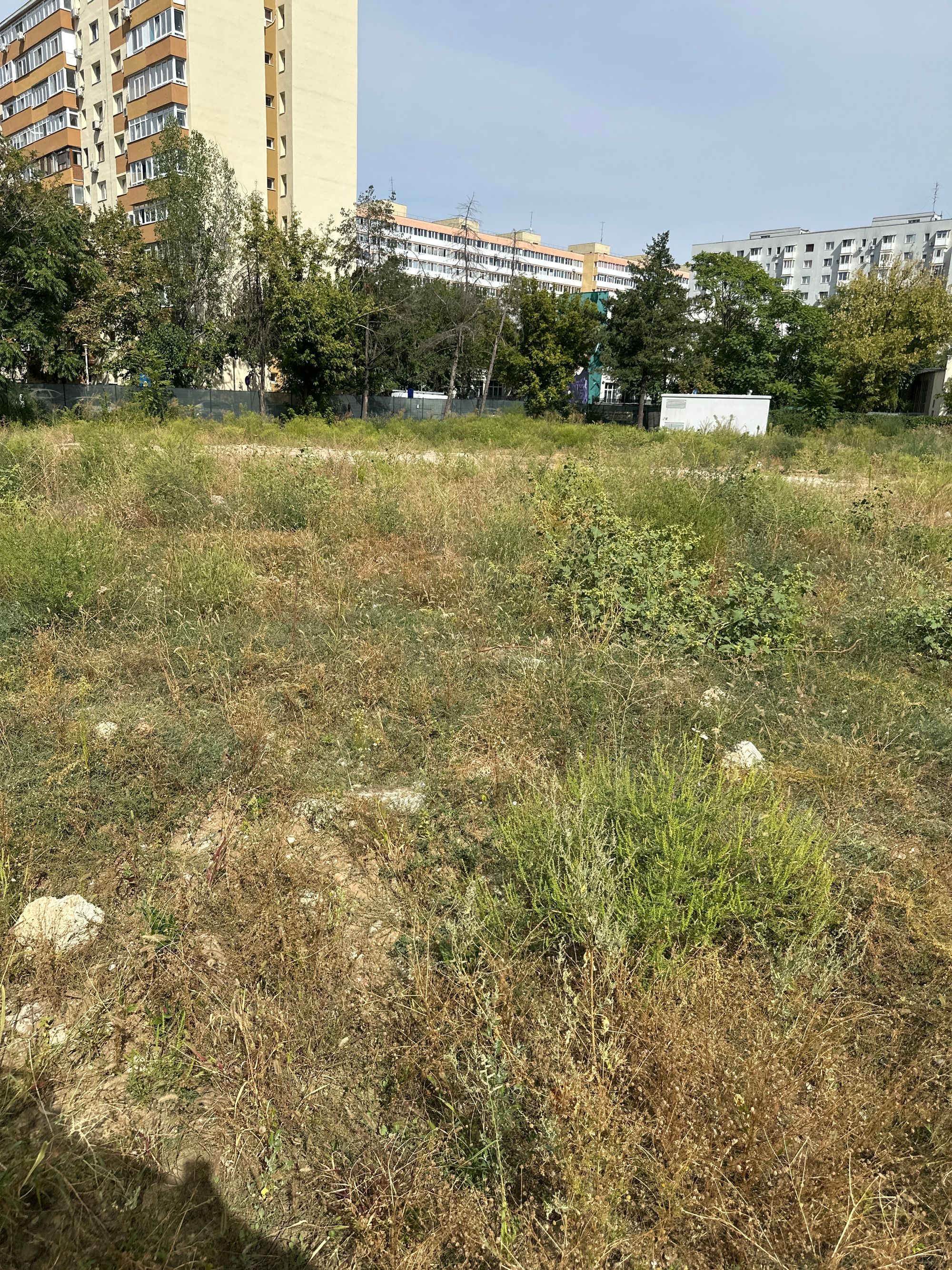 Ambrozie in Șoseaua Vergului 59, București, Municipiul București - image.jpg
